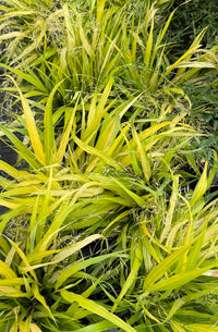 A potted ornamental grass plant with variegated yellow and green leaves, shown outdoors against a gray stone wall and other green plants.