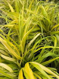 Close-up of ornamental grass foliage with long, narrow leaves in yellow-green and bright yellow tones, growing outdoors on a gray stone surface.