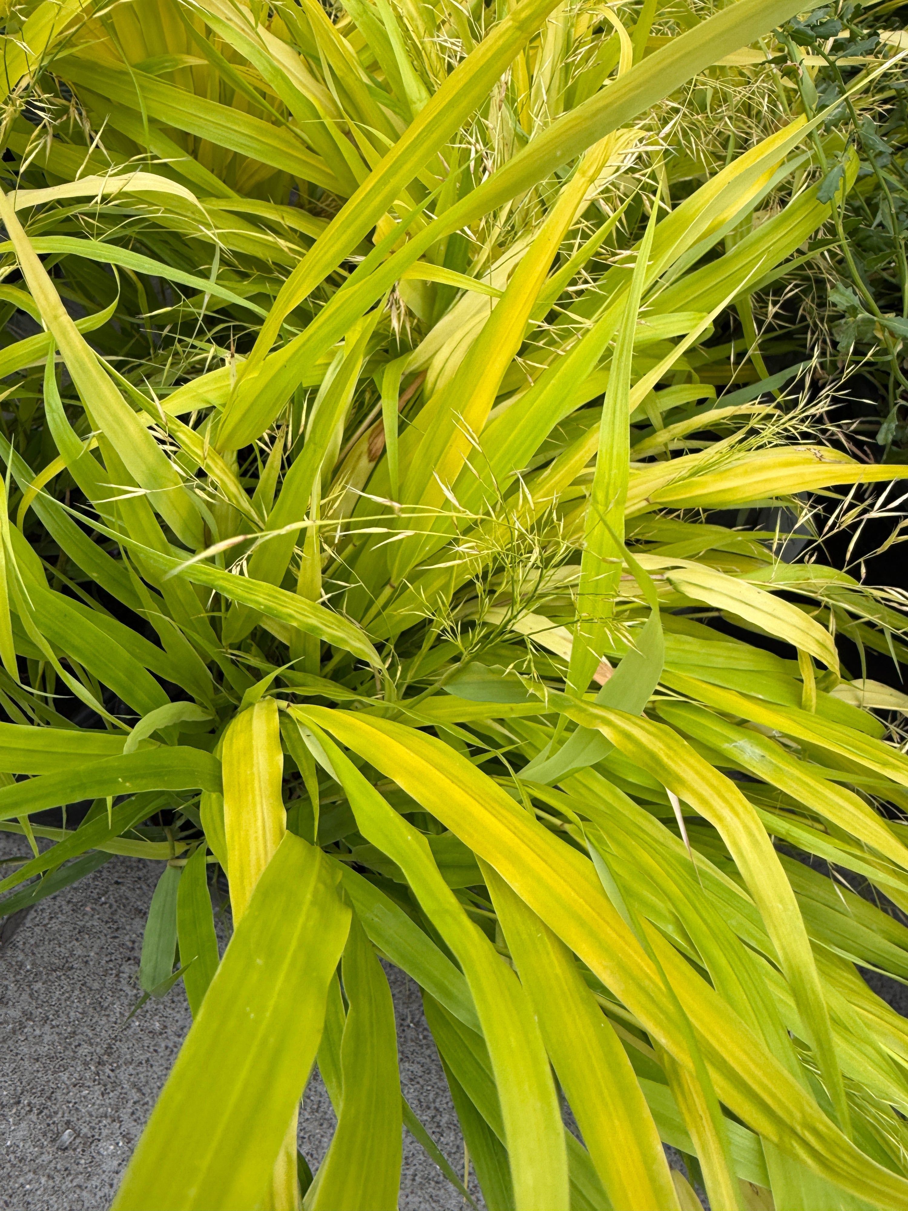A close-up view of ornamental grass with long, narrow yellow-green leaves and small seed heads, growing outdoors on a gray stone surface.