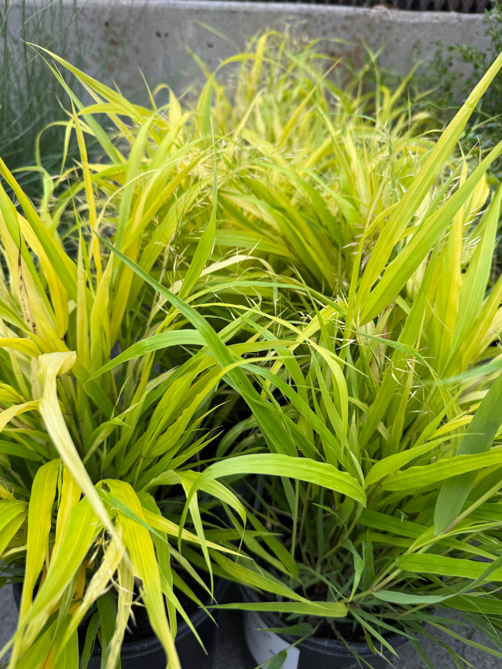Hakonechloa macra 'All Gold'