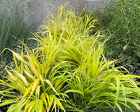 Two potted ornamental grass plants with bright yellow-green foliage, shown outdoors on a concrete surface with other plants and a chain-link fence in the background.