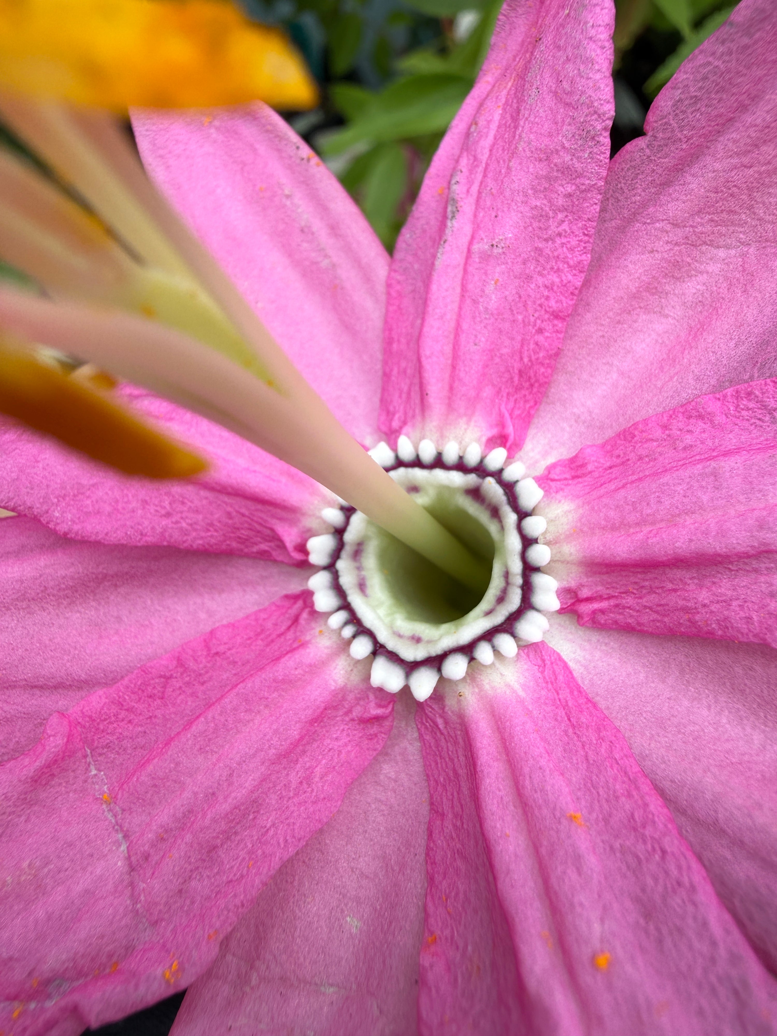 Passiflora 'Ava'