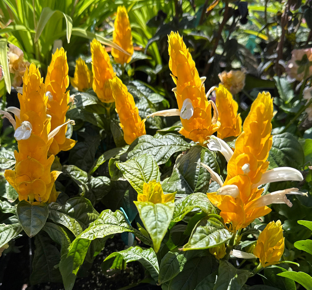 Bright yellow ornamental flowers with green leaves in a garden or nursery setting, surrounded by other plants.