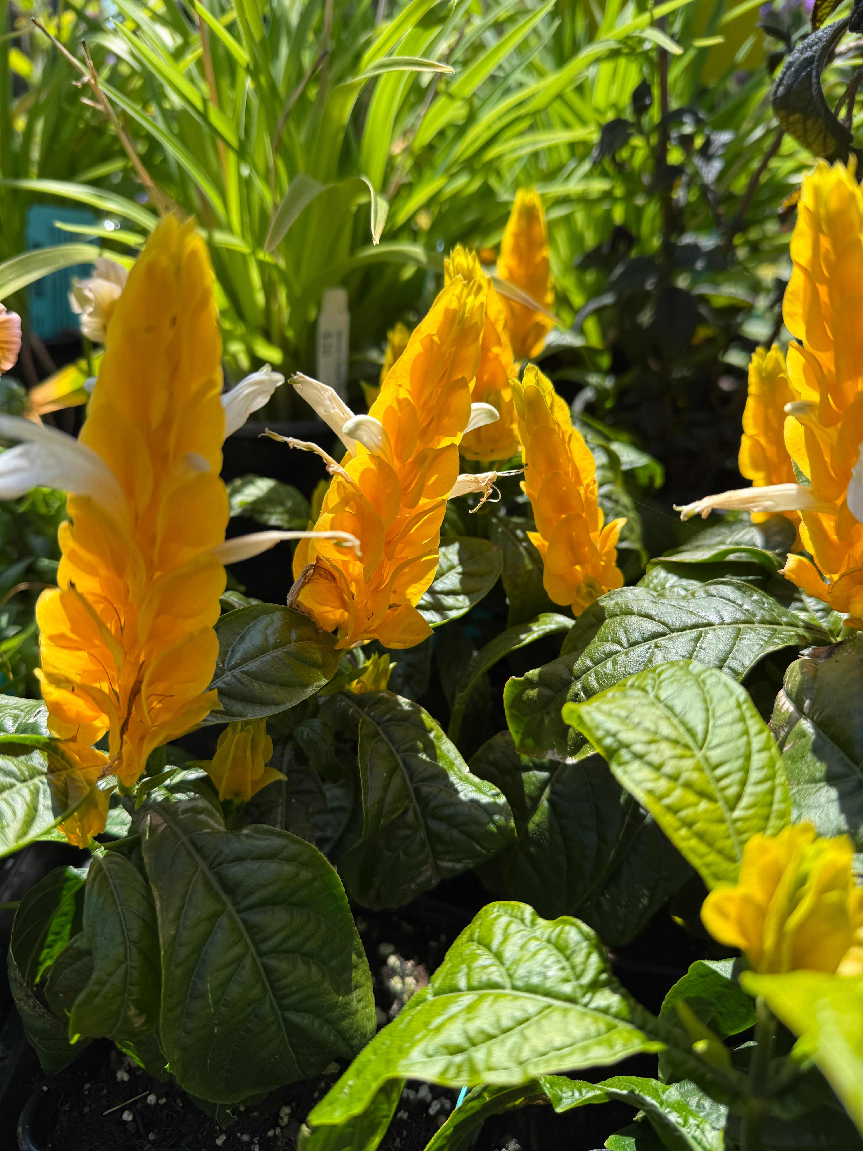 Pachystachys (Justicia) lutea