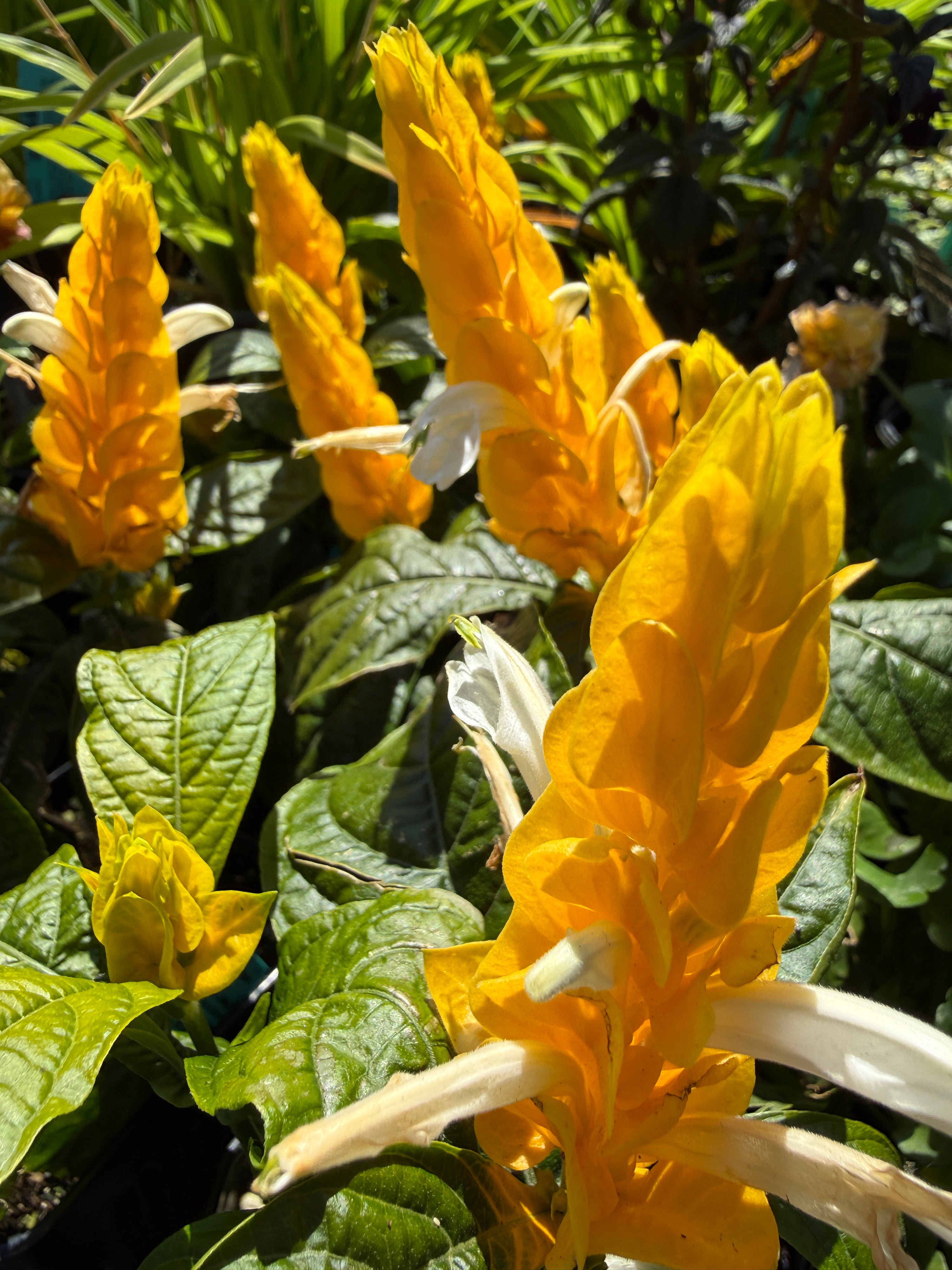 Pachystachys (Justicia) lutea