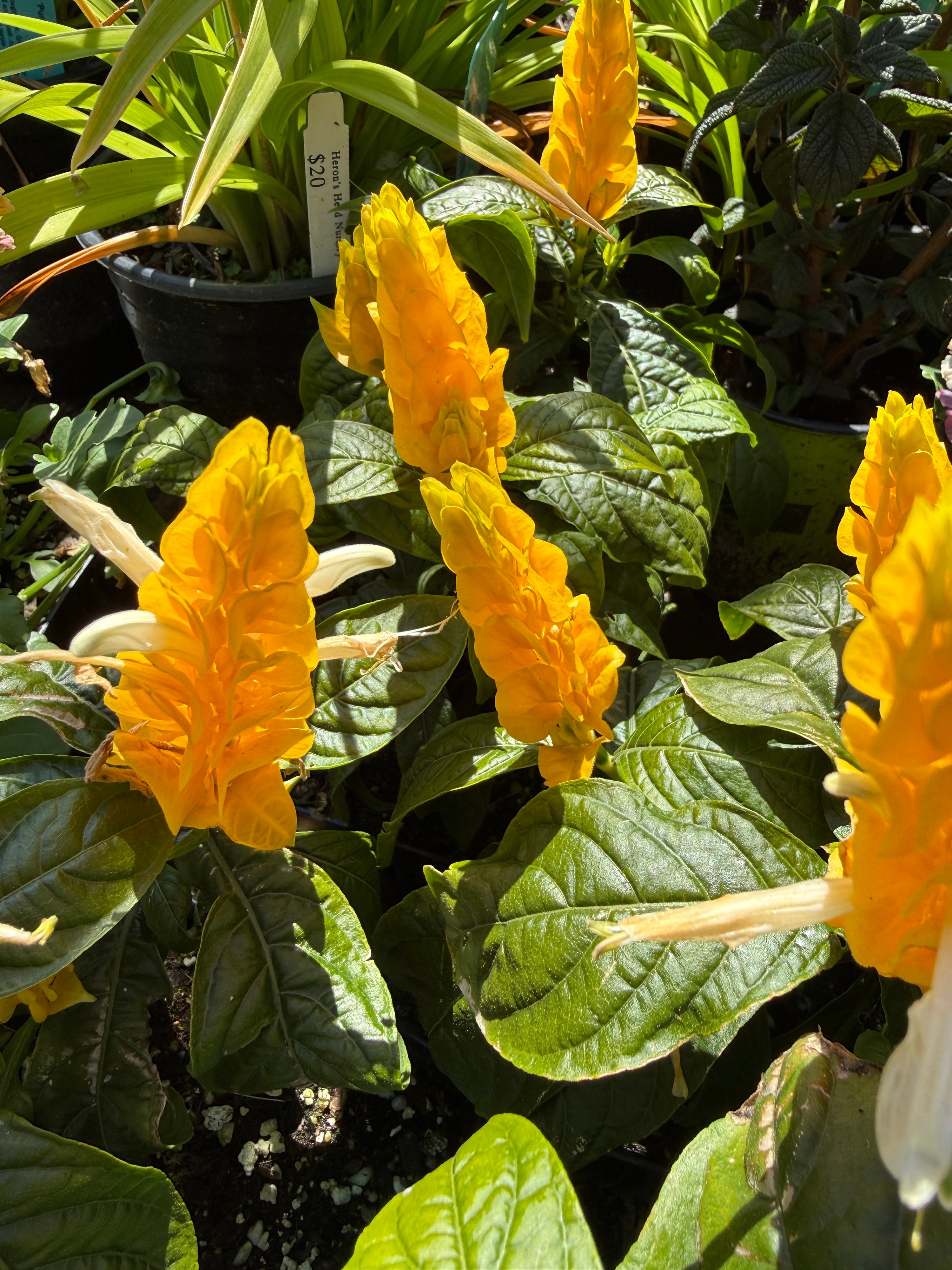 Pachystachys (Justicia) lutea