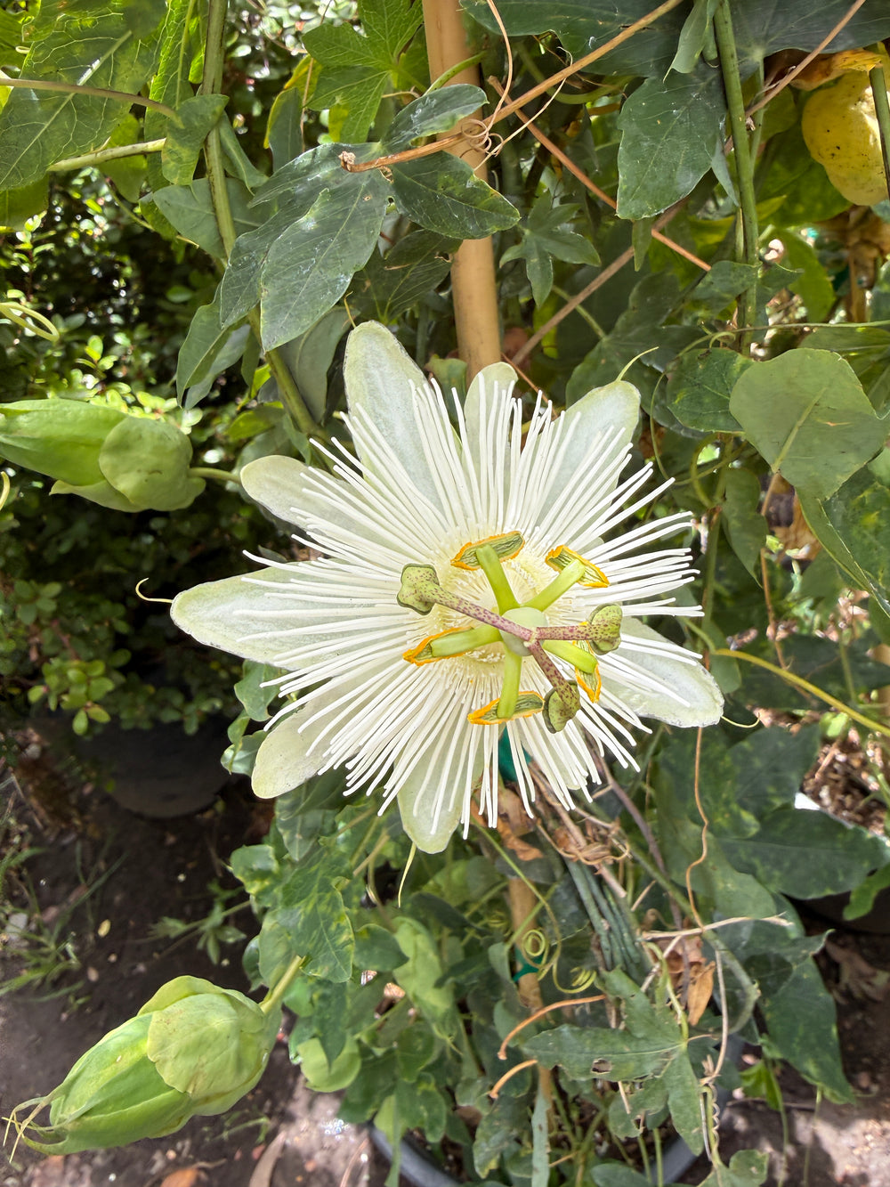 Passiflora Quasar™