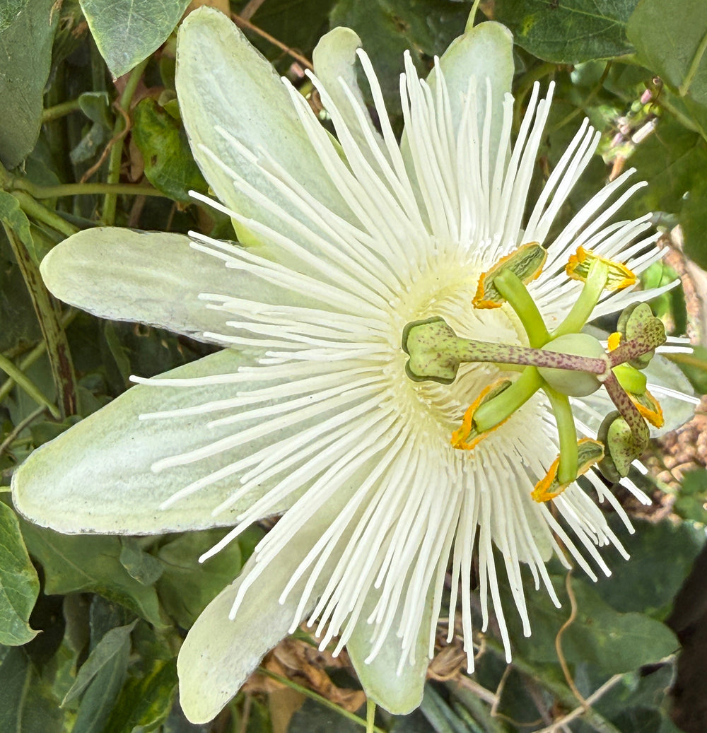 Passiflora Quasar™