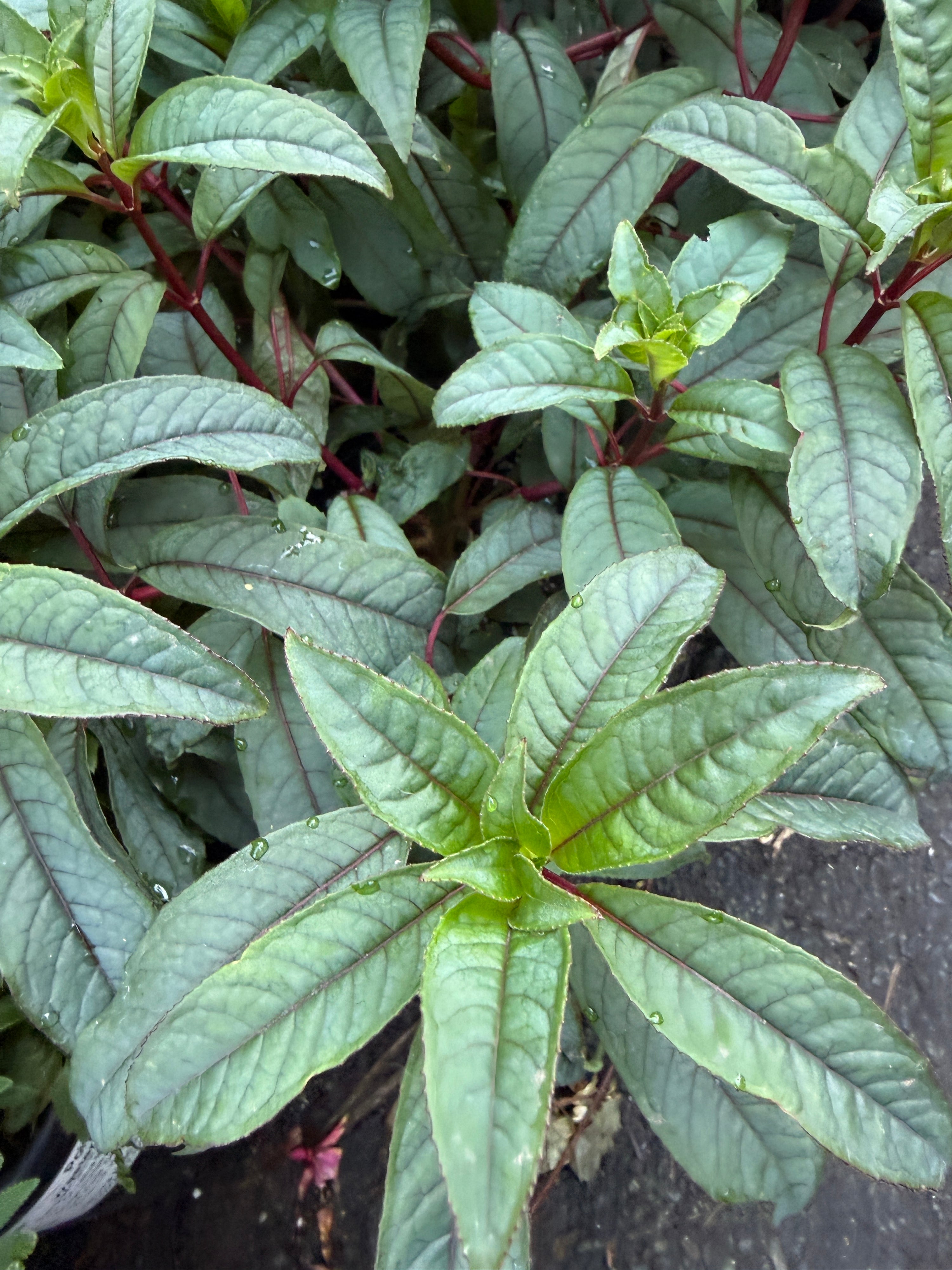 Fuchsia denticulata