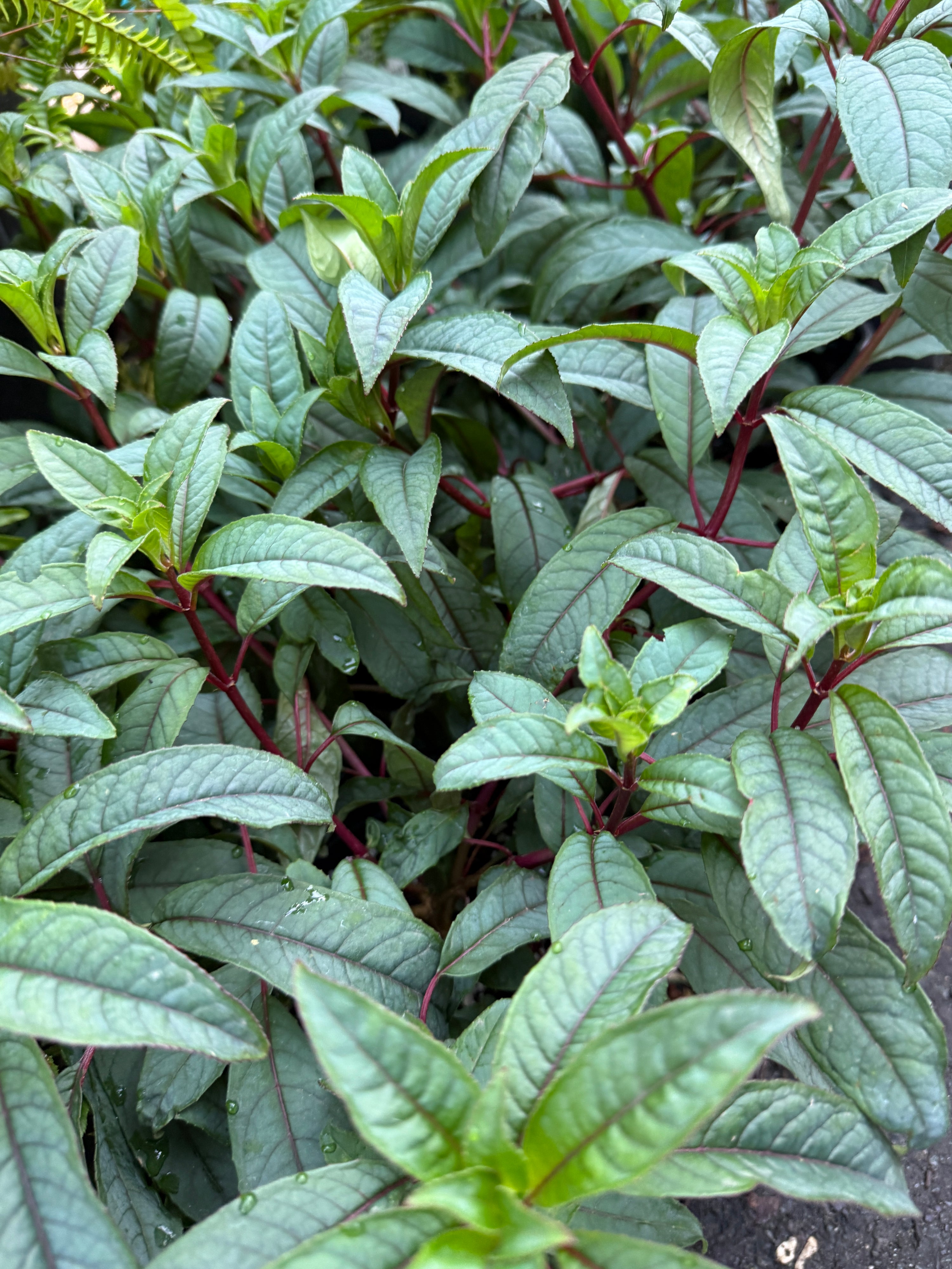 Fuchsia denticulata
