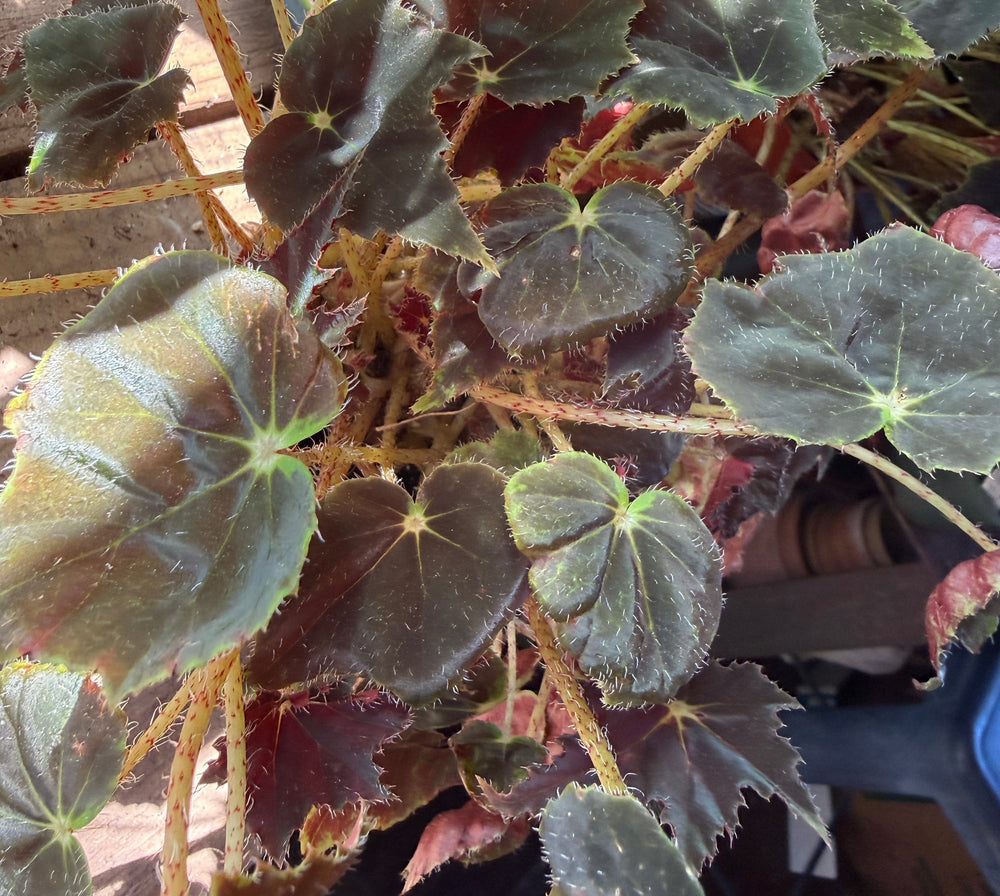 Close-up of a begonia plant with dark burgundy and green variegated leaves, growing in a pot on a wooden surface.