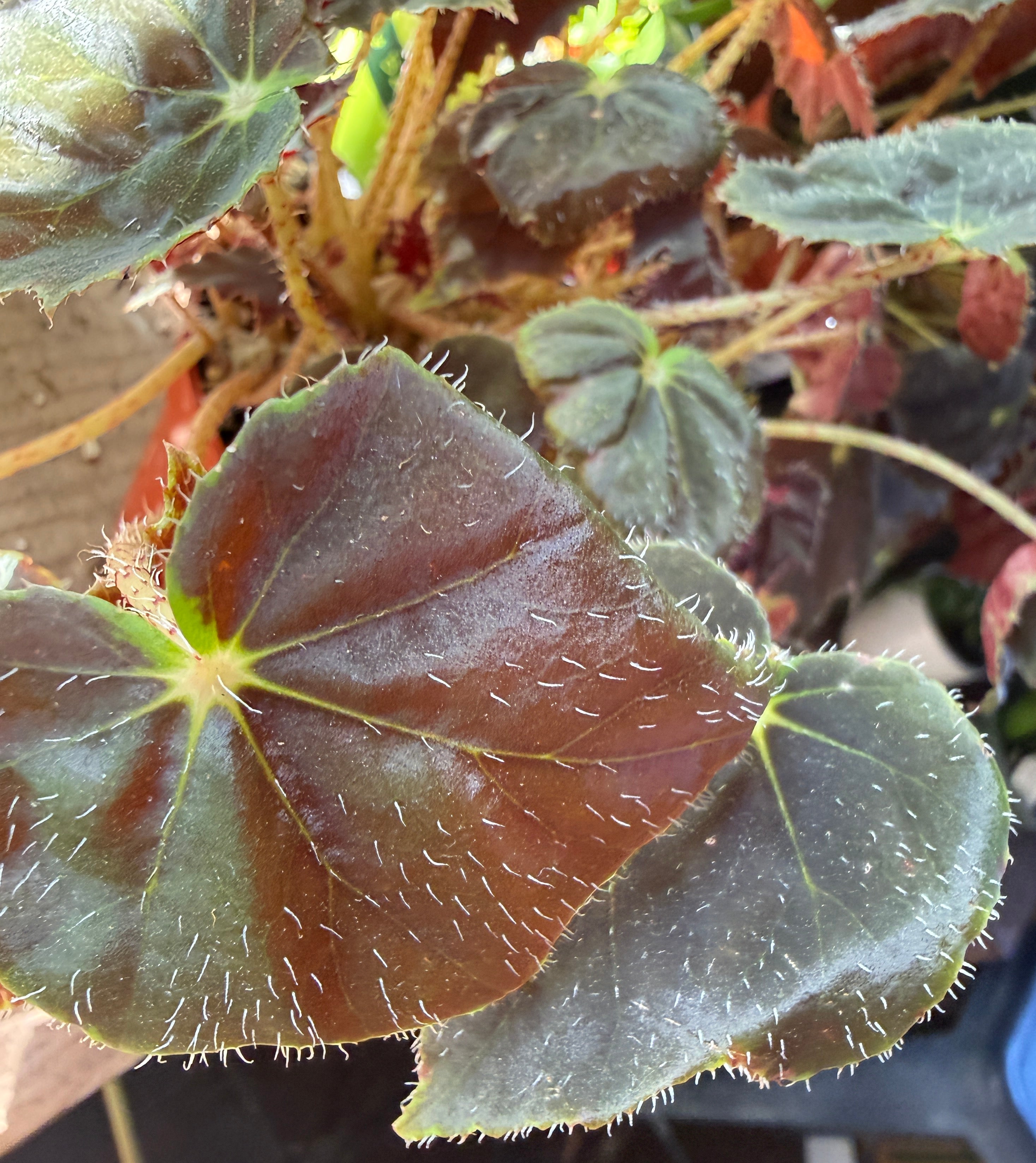 Begonia 'Black Velvet'