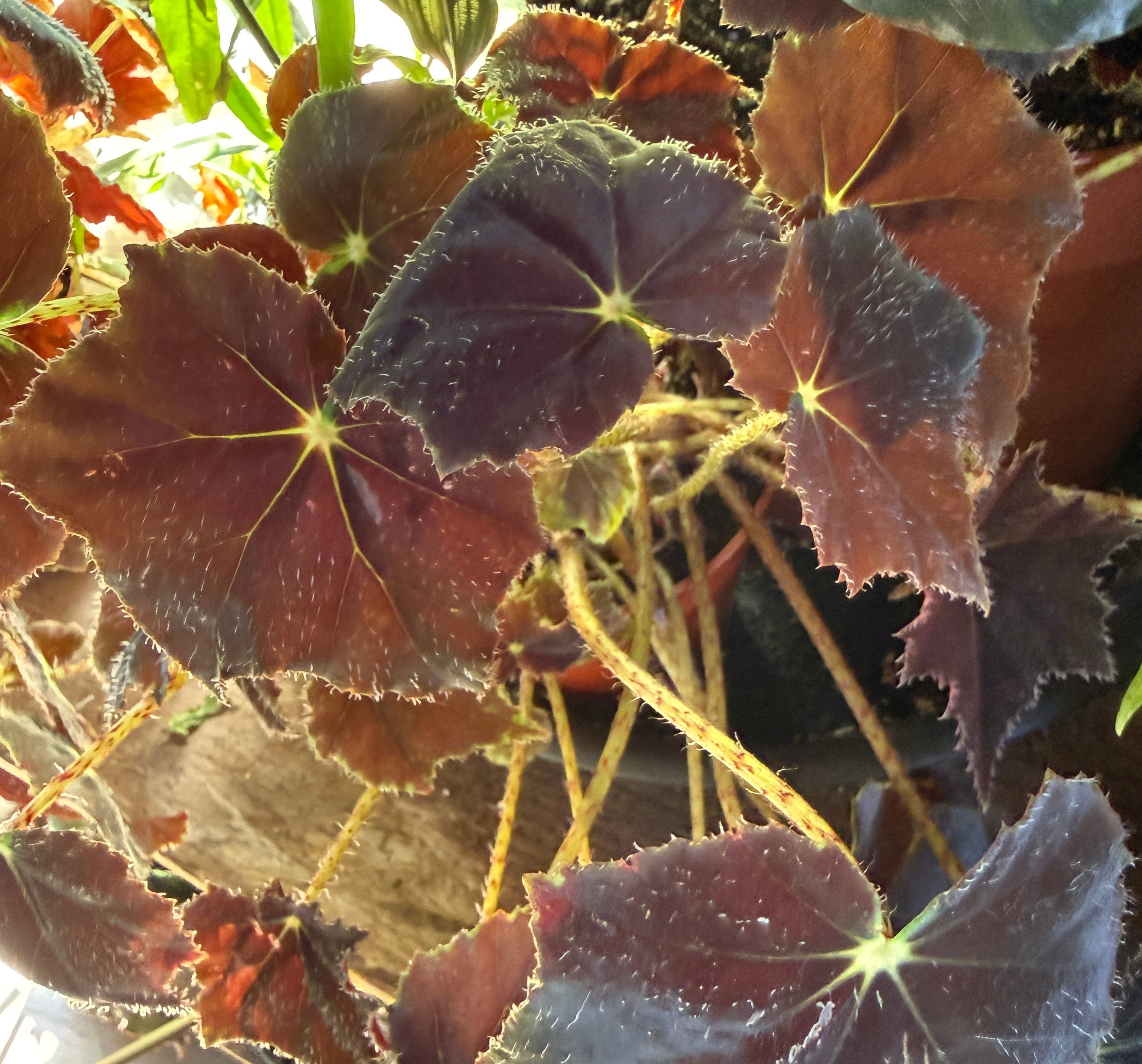 Begonia 'Black Velvet'