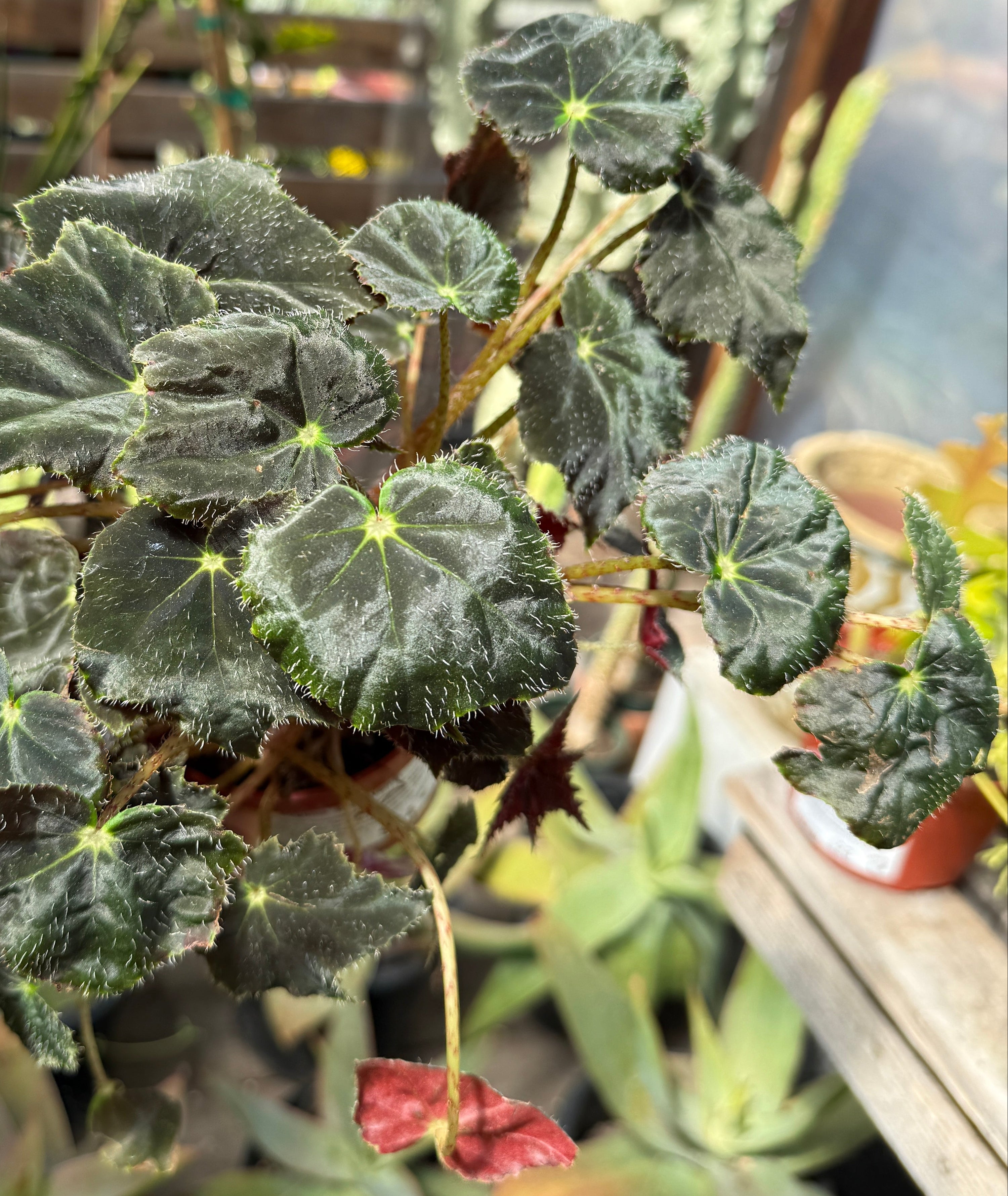 Begonia 'Black Velvet'