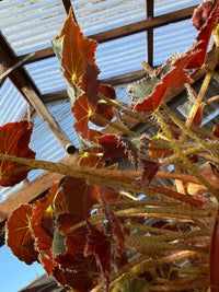 A close-up, upward view of a hanging plant with reddish-brown and green leaves suspended in front of a greenhouse roof with corrugated panels and blue sky.