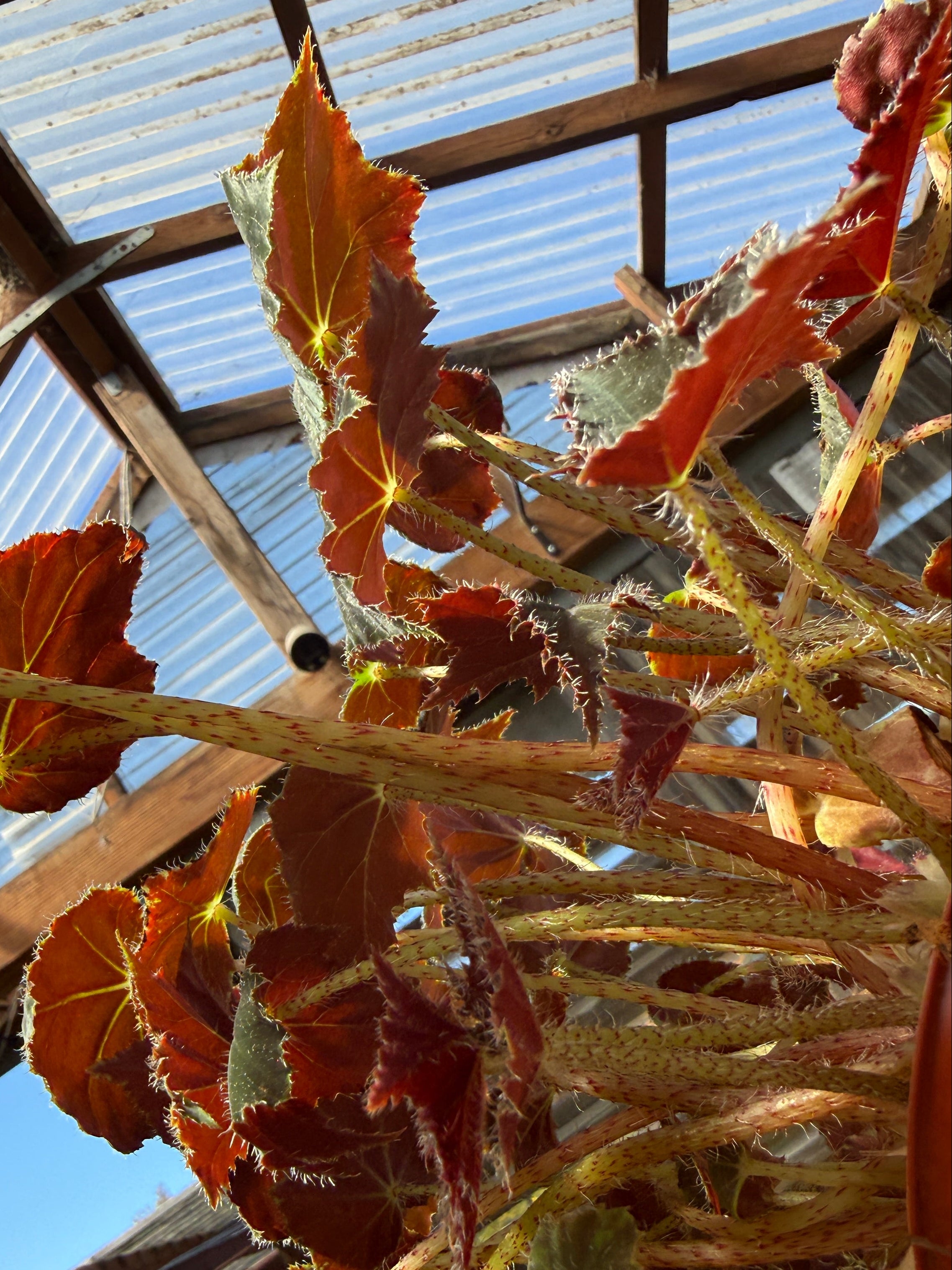 A close-up, upward view of a hanging plant with reddish-brown and green leaves suspended in front of a greenhouse roof with corrugated panels and blue sky.