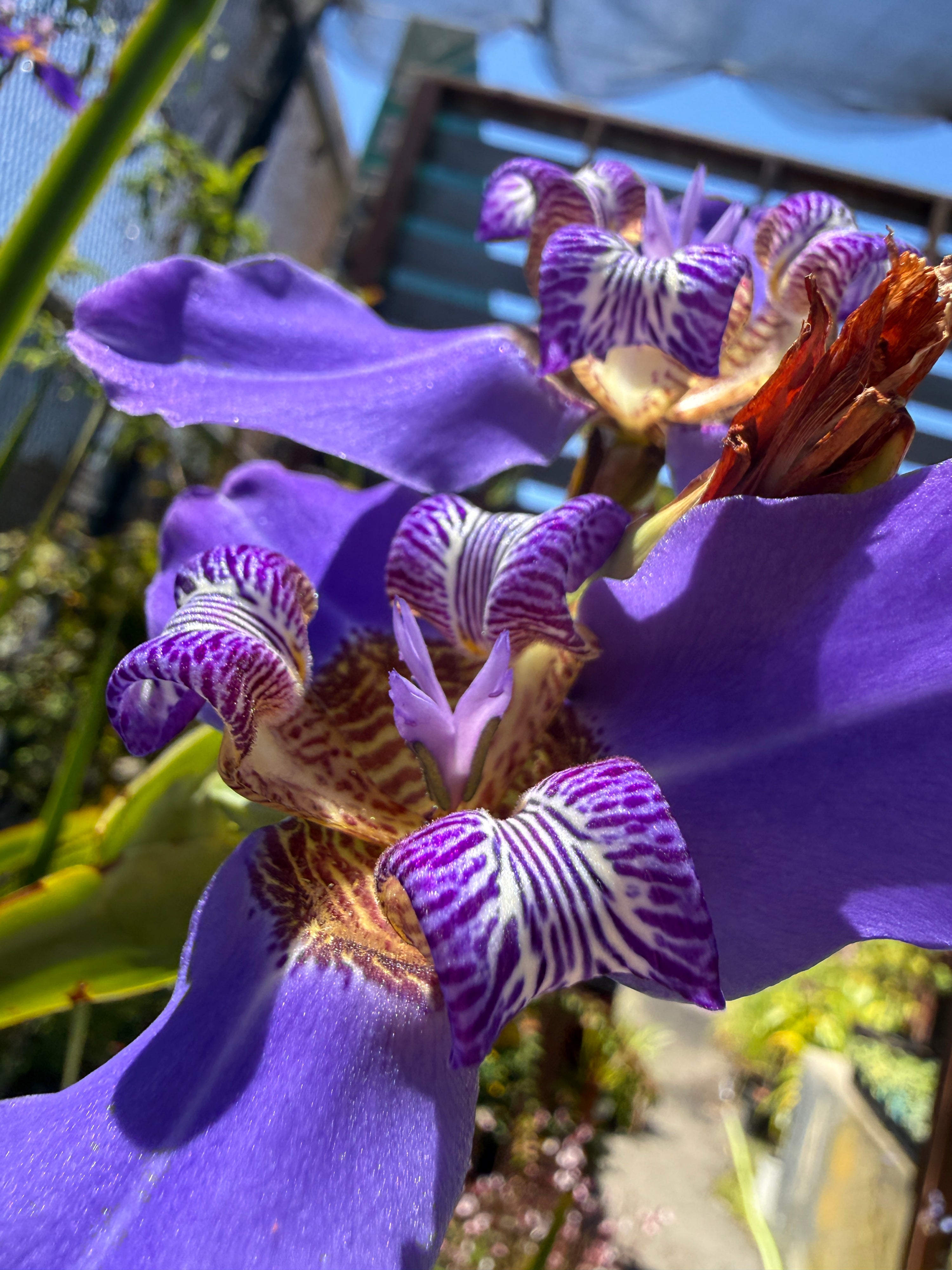 Neomarica caerulea