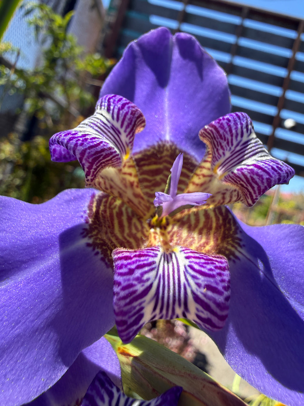 Neomarica caerulea