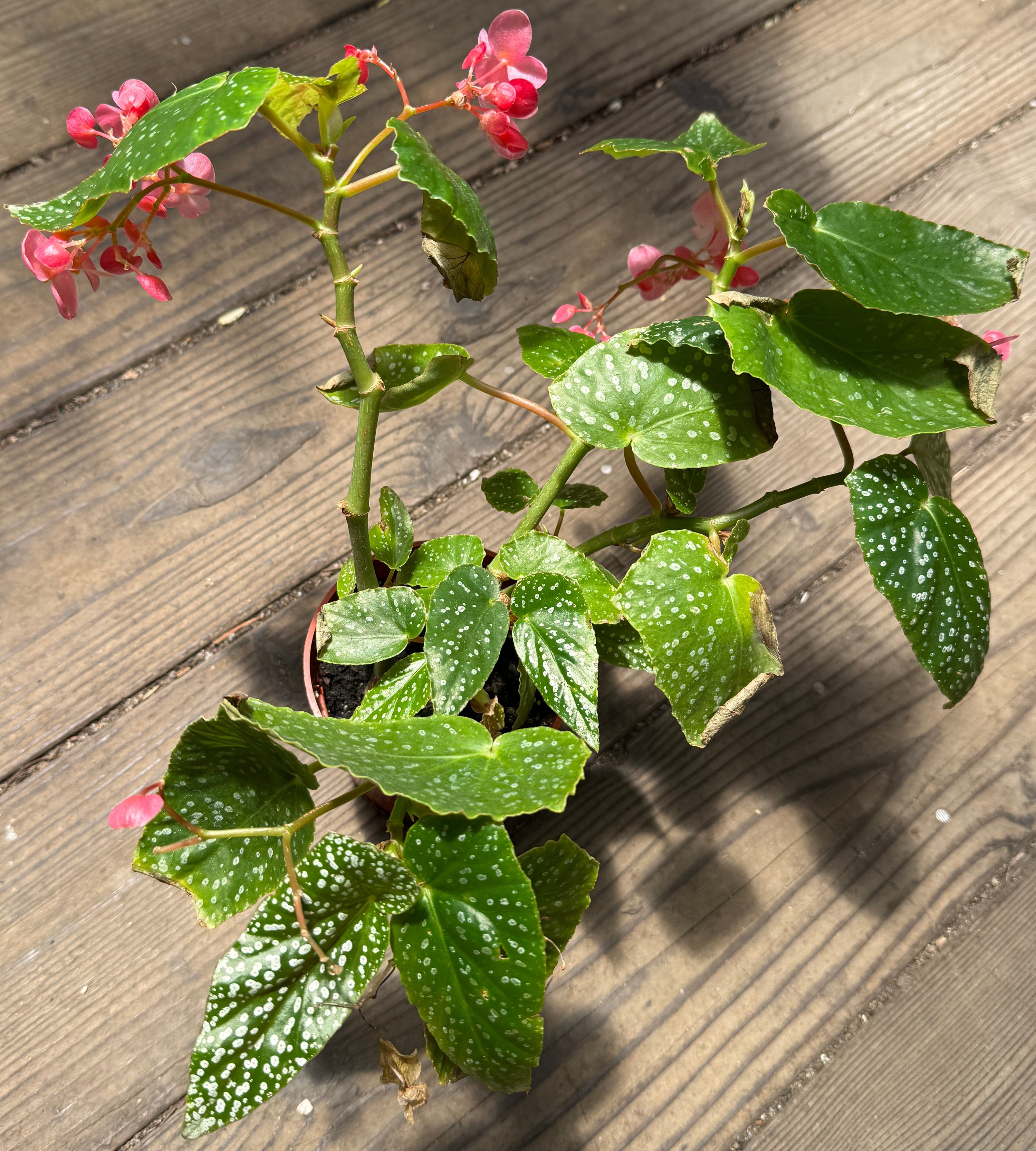 A potted begonia plant with green spotted leaves and small pink flowers, placed on a rustic wooden deck floor.