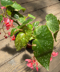 A potted begonia plant with large green leaves speckled with white spots and clusters of pink flowers, photographed on a weathered wooden surface.