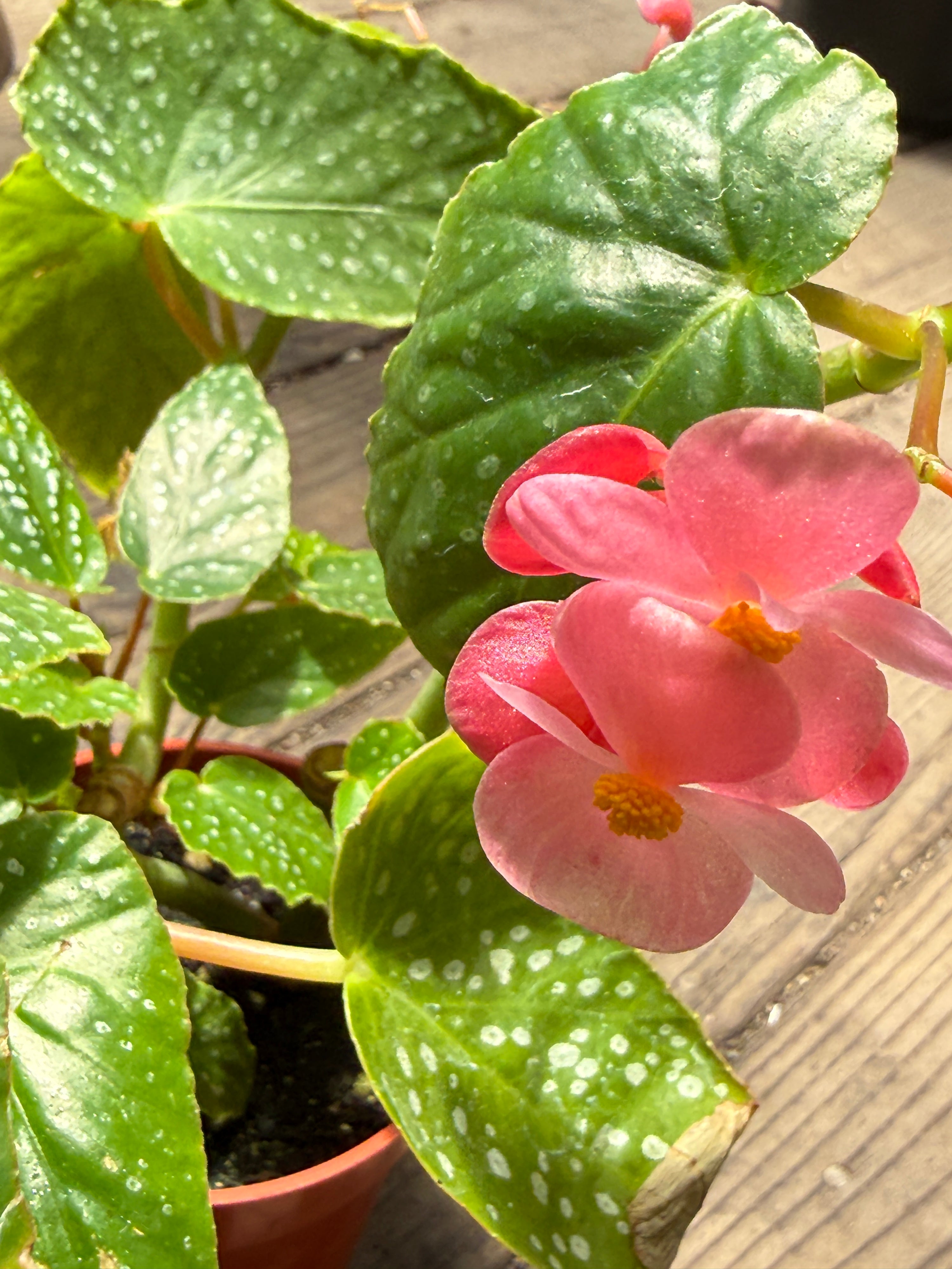 Begonia maculata 'Flamingo Queen'