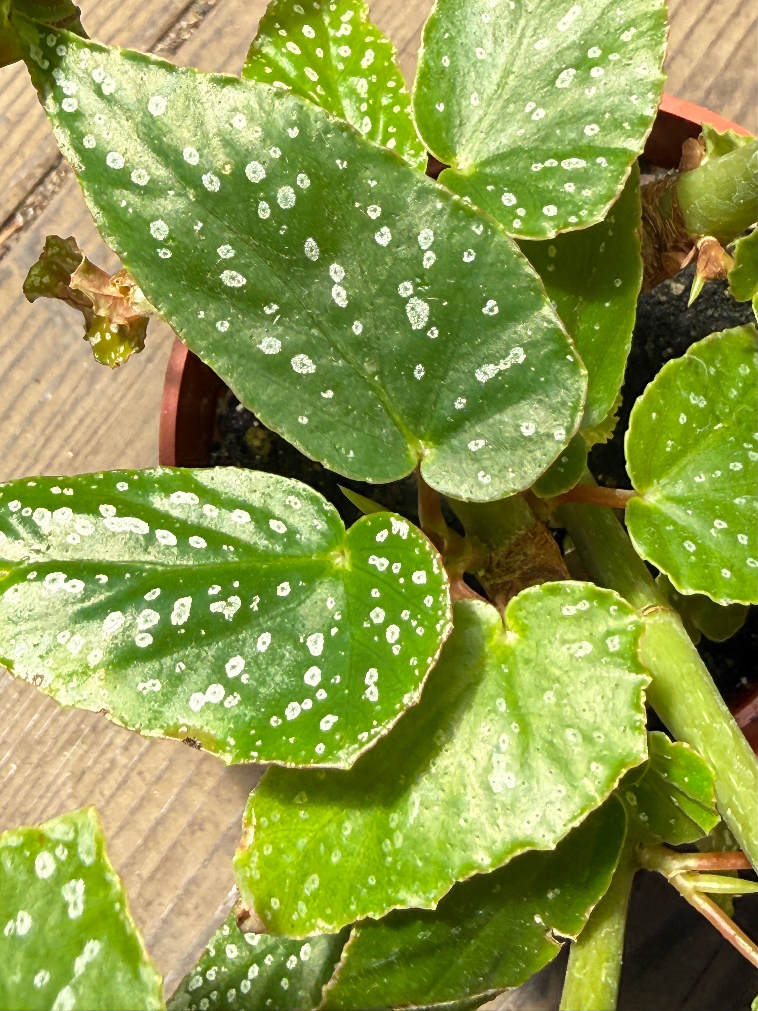 Close-up of a green houseplant with spotted variegated leaves, photographed outdoors on a wooden deck surface.