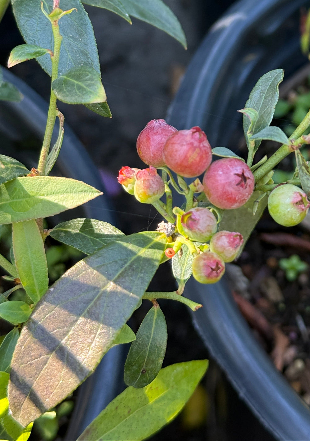 Close-up of a blueberry bush with green leaves and clusters of pinkish-red and green unripe berries growing in a black plastic pot.