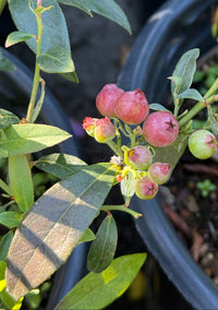 Close-up of a blueberry bush with green leaves and clusters of pinkish-red and green unripe berries growing in a black plastic pot.
