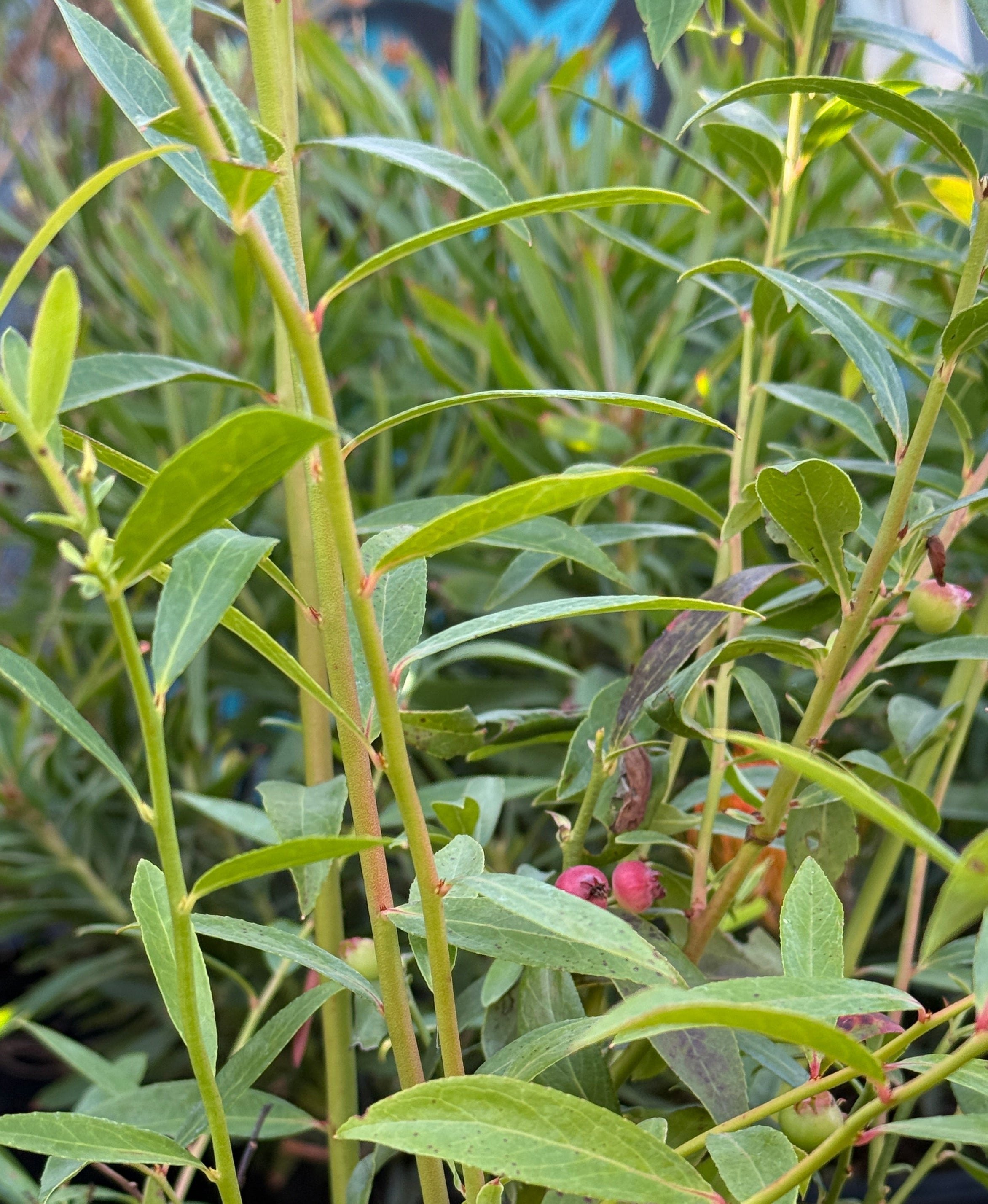 A close-up view of a leafy green plant with slender oval leaves and small pinkish fruit, photographed outdoors against a dark background.
