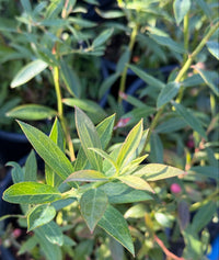 Close-up of a leafy green plant with narrow serrated leaves, photographed outdoors among other plants in dark pots.