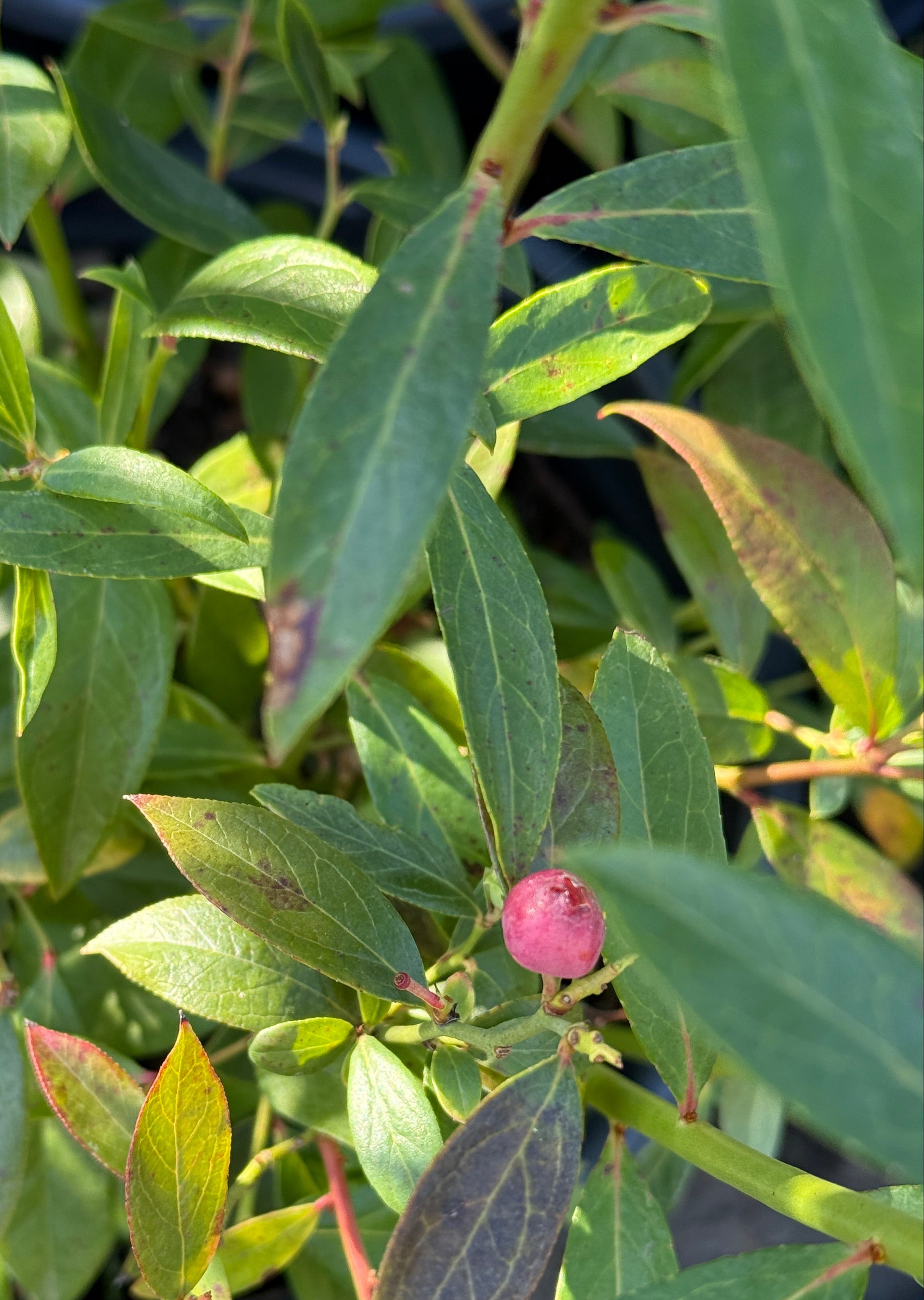 A close-up of a potted blueberry plant with green leaves and a small pinkish-purple berry visible in the center, growing in a black plastic pot.