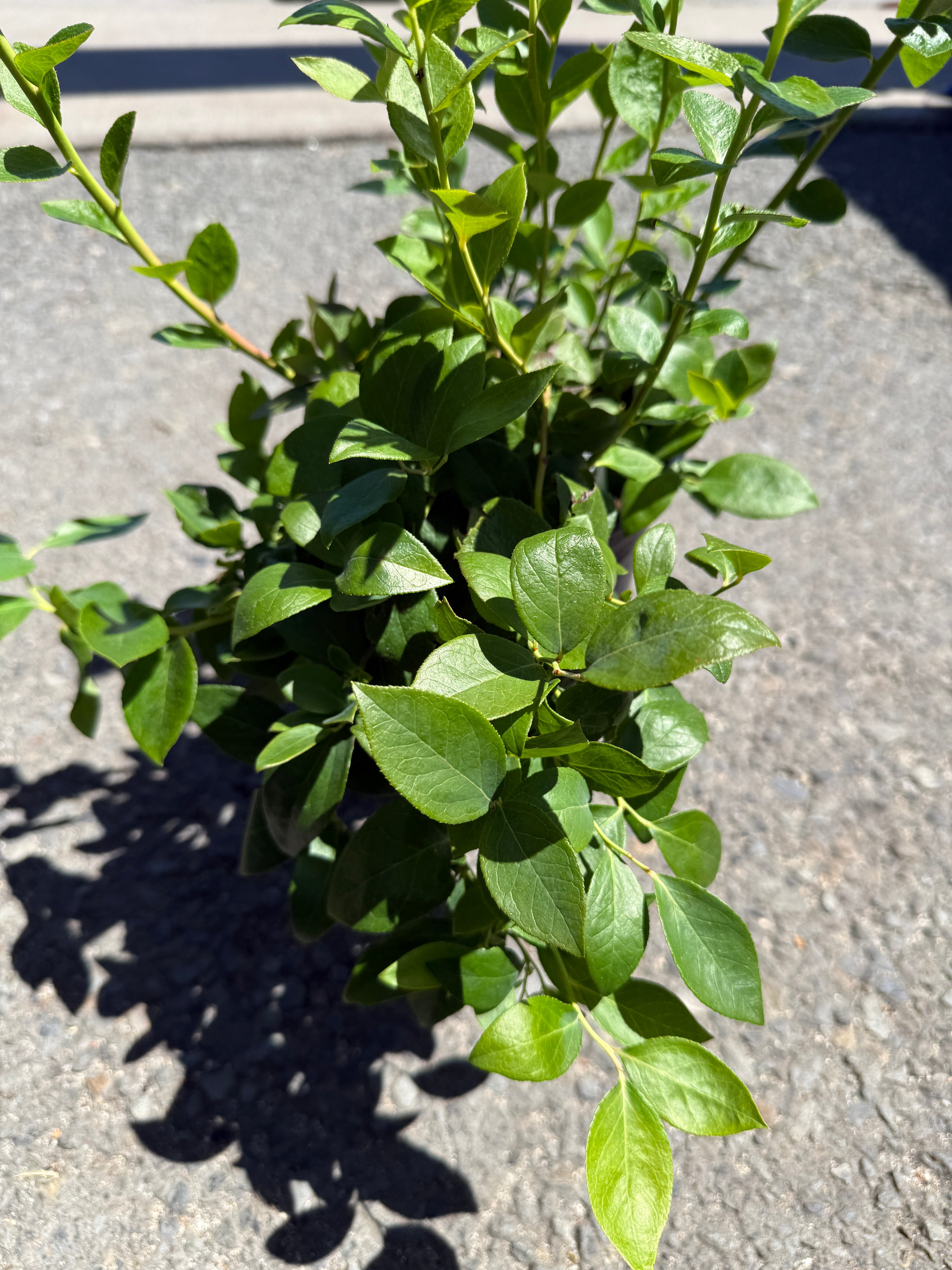 Blueberry 'Biloxi'