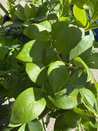 Close-up of a green leafy plant with oval-shaped leaves and visible stems, photographed outdoors in bright sunlight.