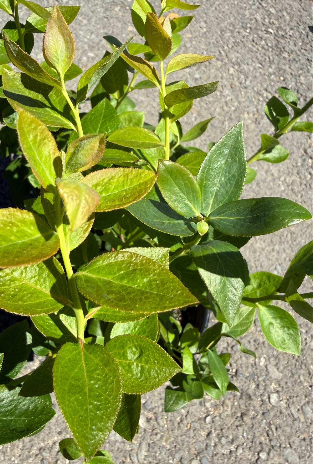 A close-up of a green leafy plant with oval leaves growing outdoors on a gray paved surface.