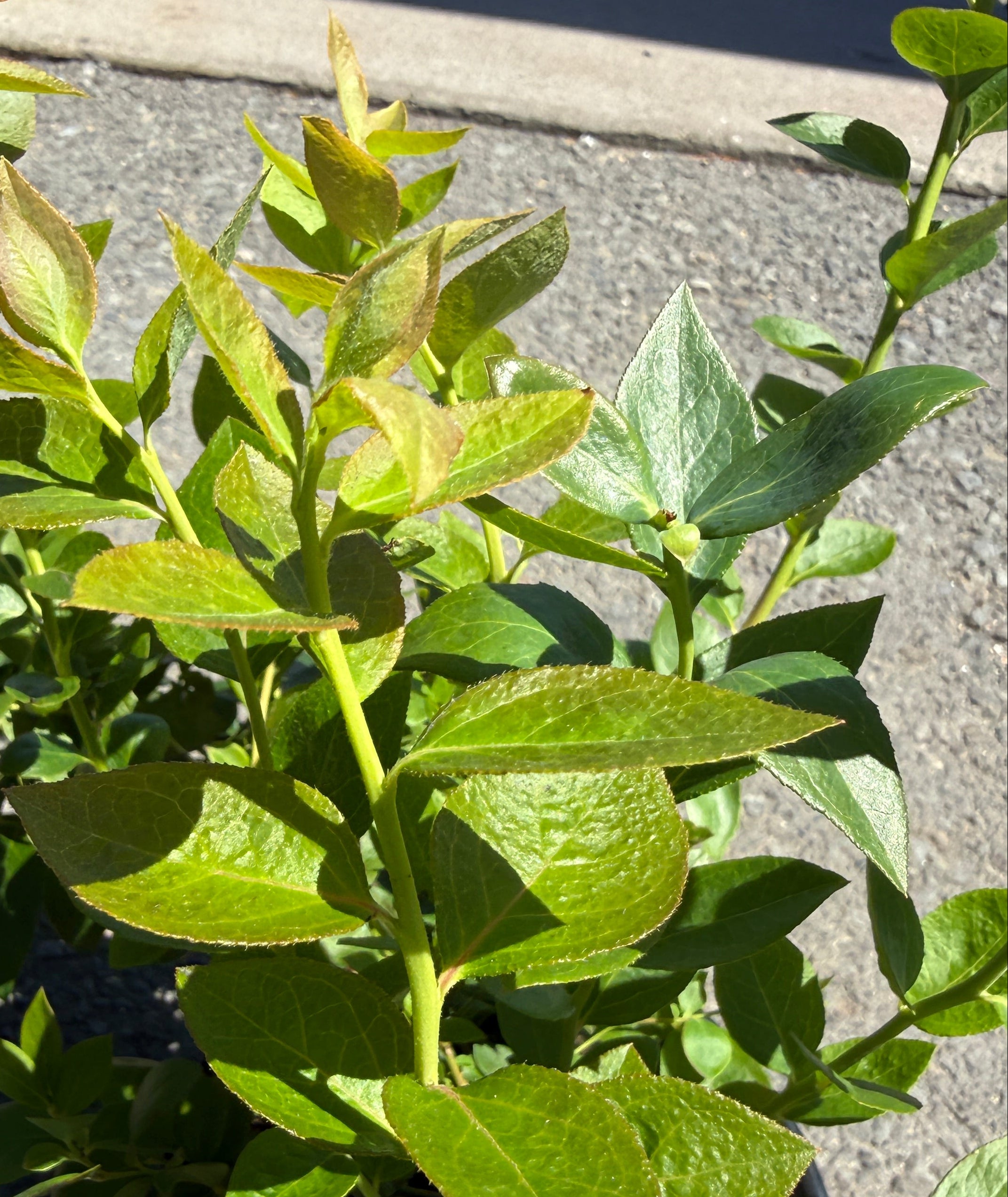 A potted green leafy plant photographed outdoors on a gray paved surface in bright sunlight.