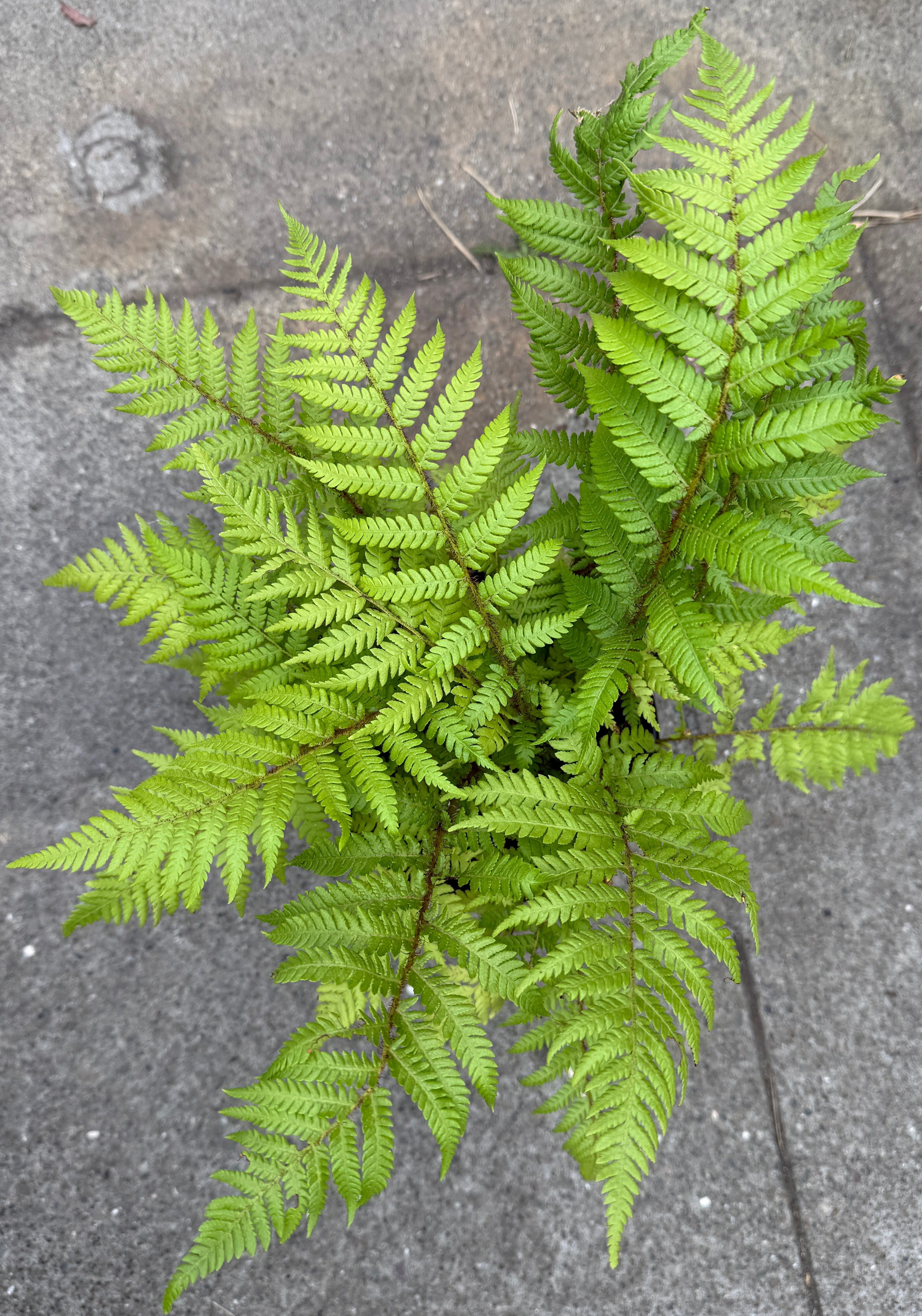 A vibrant green fern plant with delicate, feathery fronds growing outdoors on a gray concrete or stone pavement.