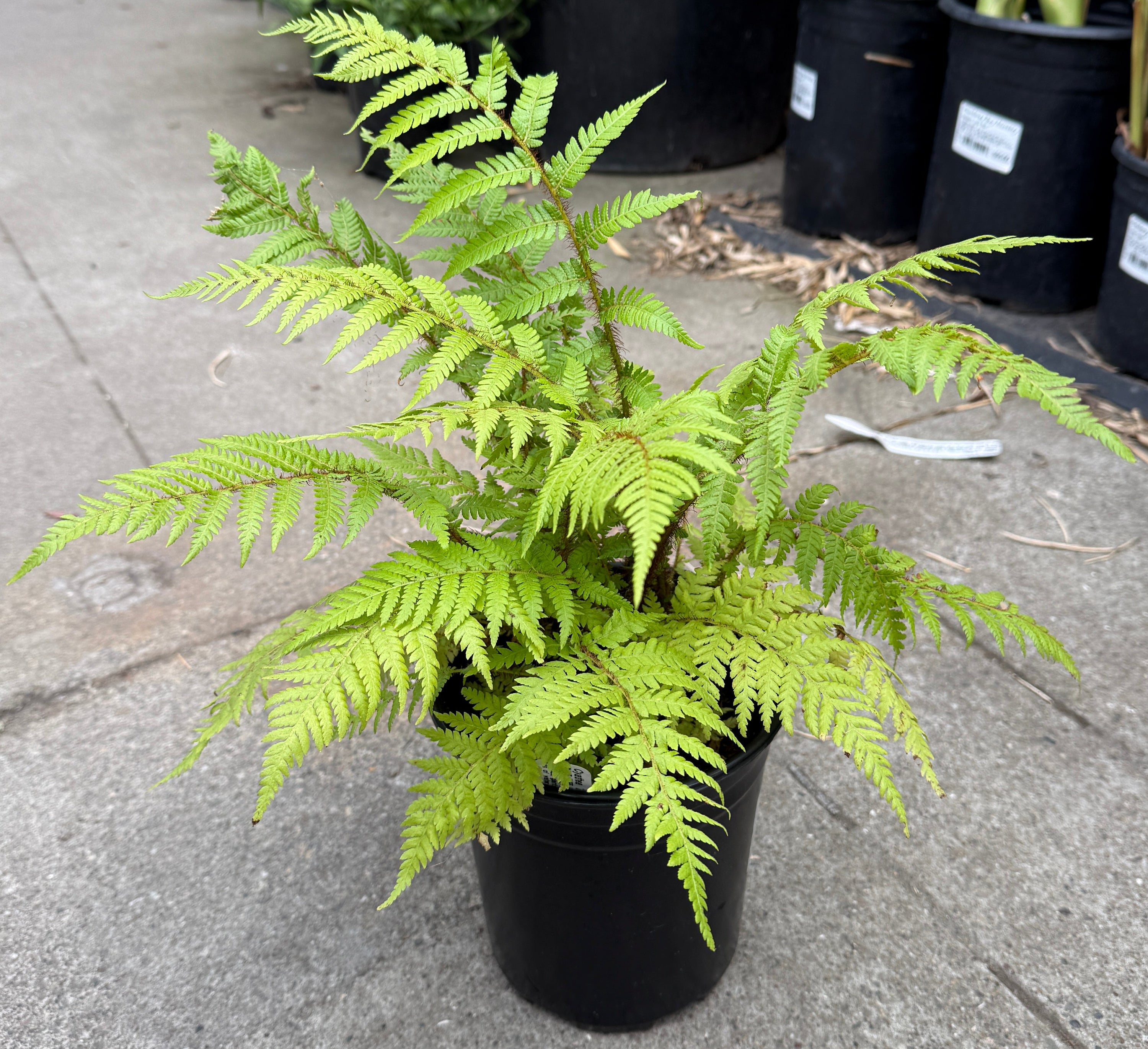 A bright green fern plant in a black nursery pot, photographed outdoors on a concrete surface with other potted plants in the background.