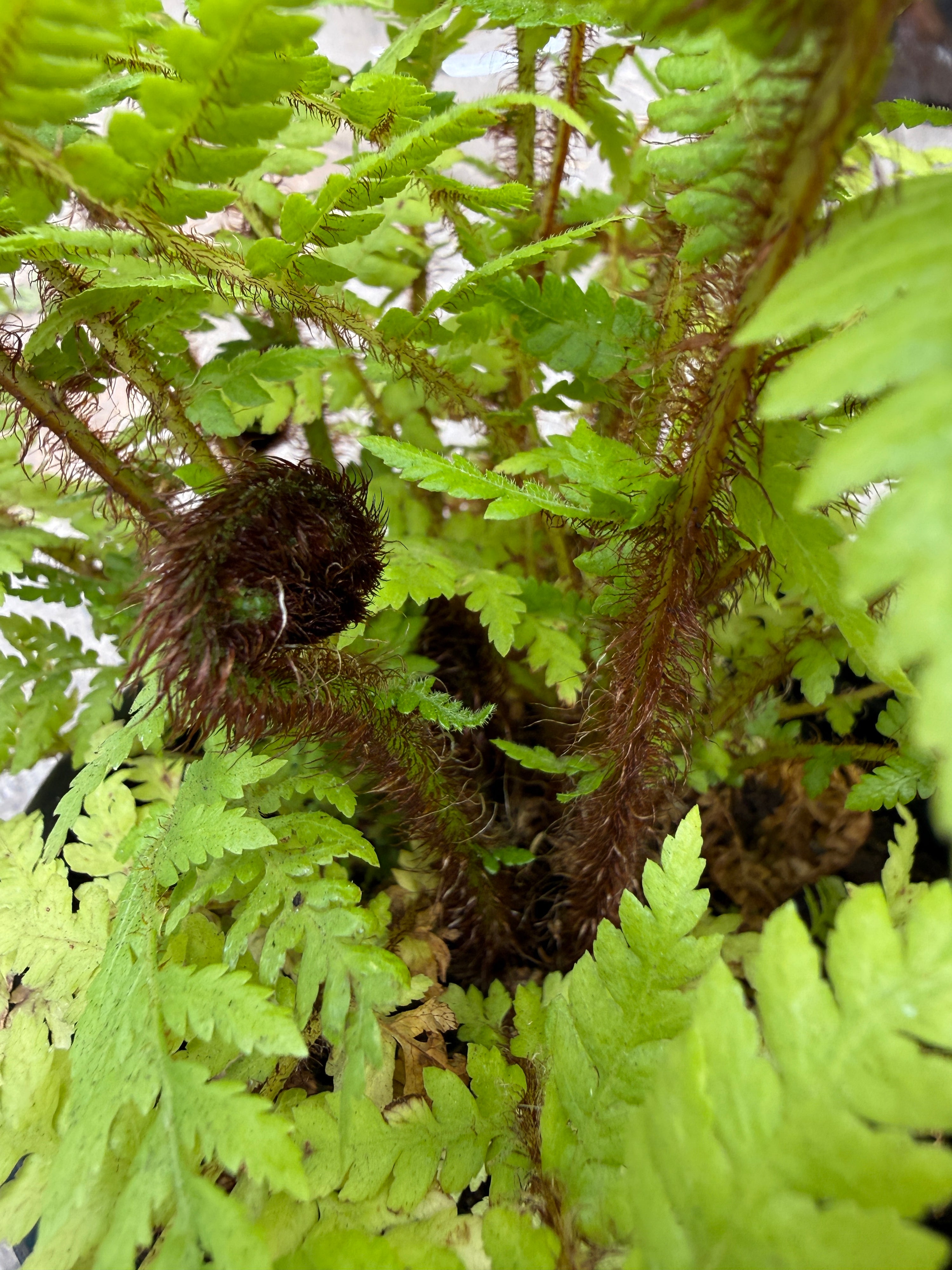 Close-up of a green fern with bright yellow-green fronds and a dark brown fiddle-leaf fern heart (nunacle) emerging from the foliage.
