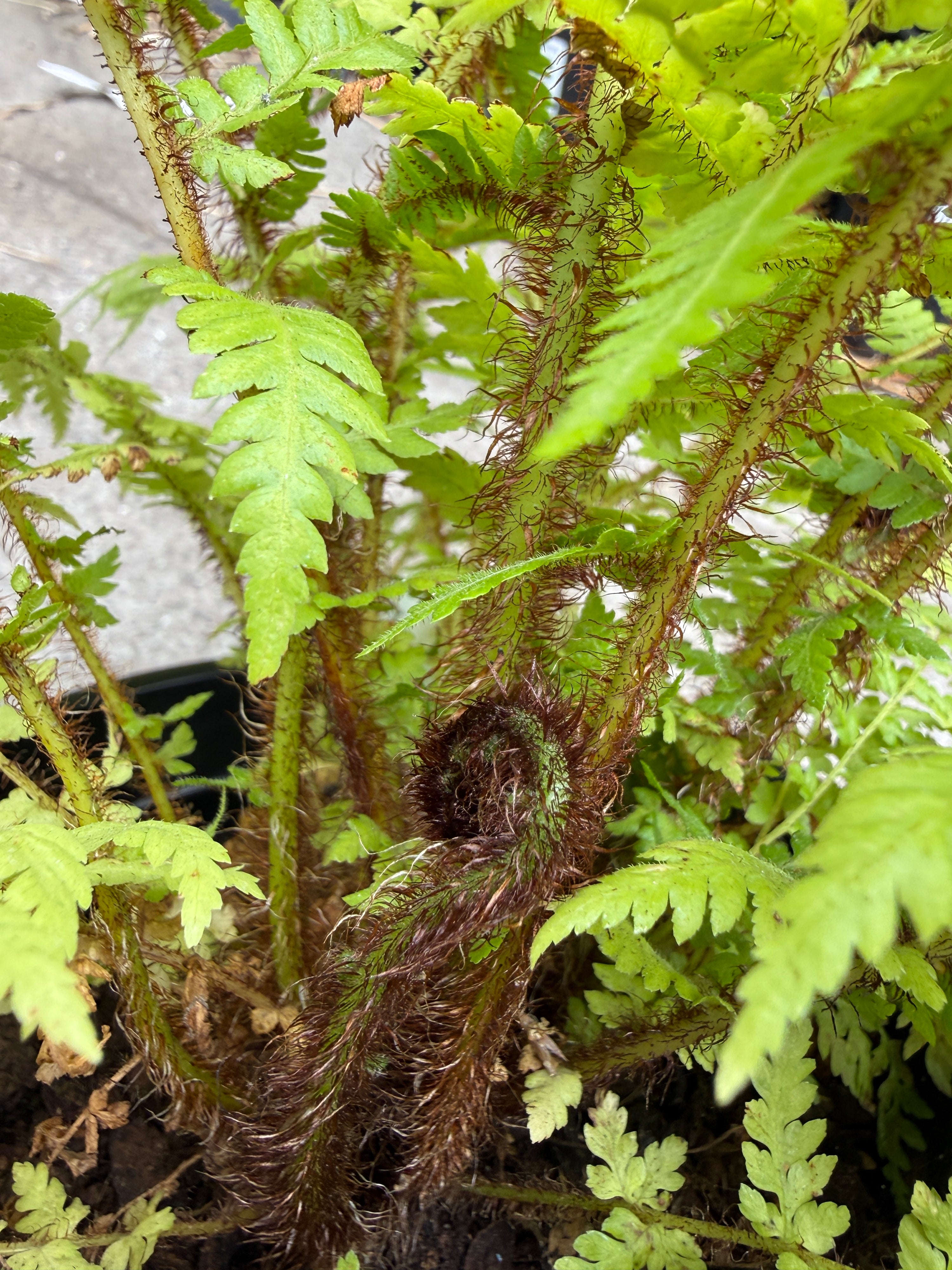 Cyathea cooperii 'Brentwood'