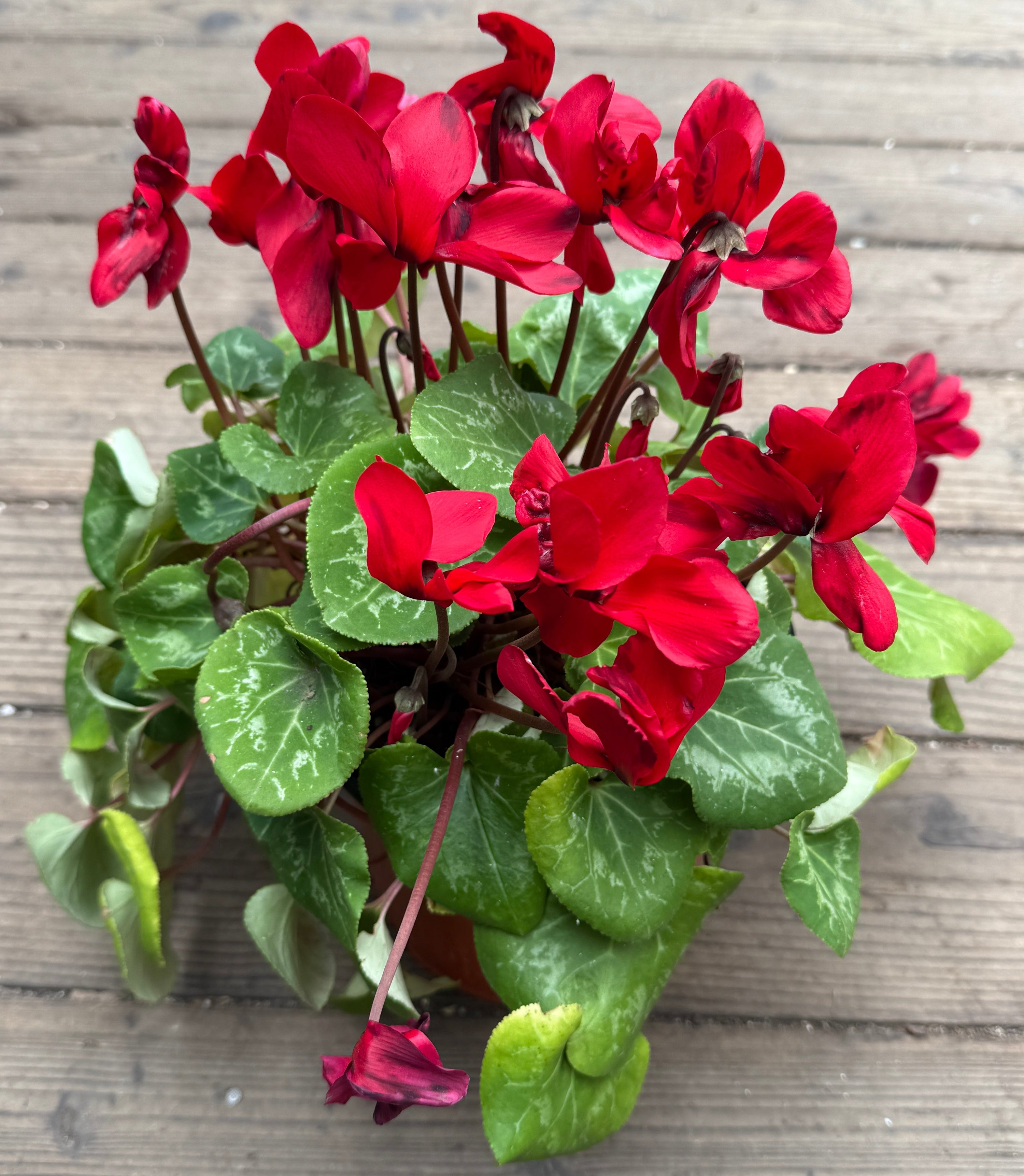 A potted Cyclamen plant with bright red flowers and green marbled leaves, placed on a weathered wooden deck.