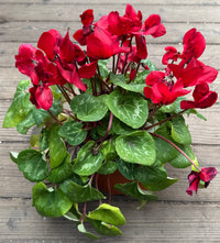 A potted Cyclamen hybrid plant with bright red flowers and green heart-shaped leaves, placed on a weathered wooden deck.