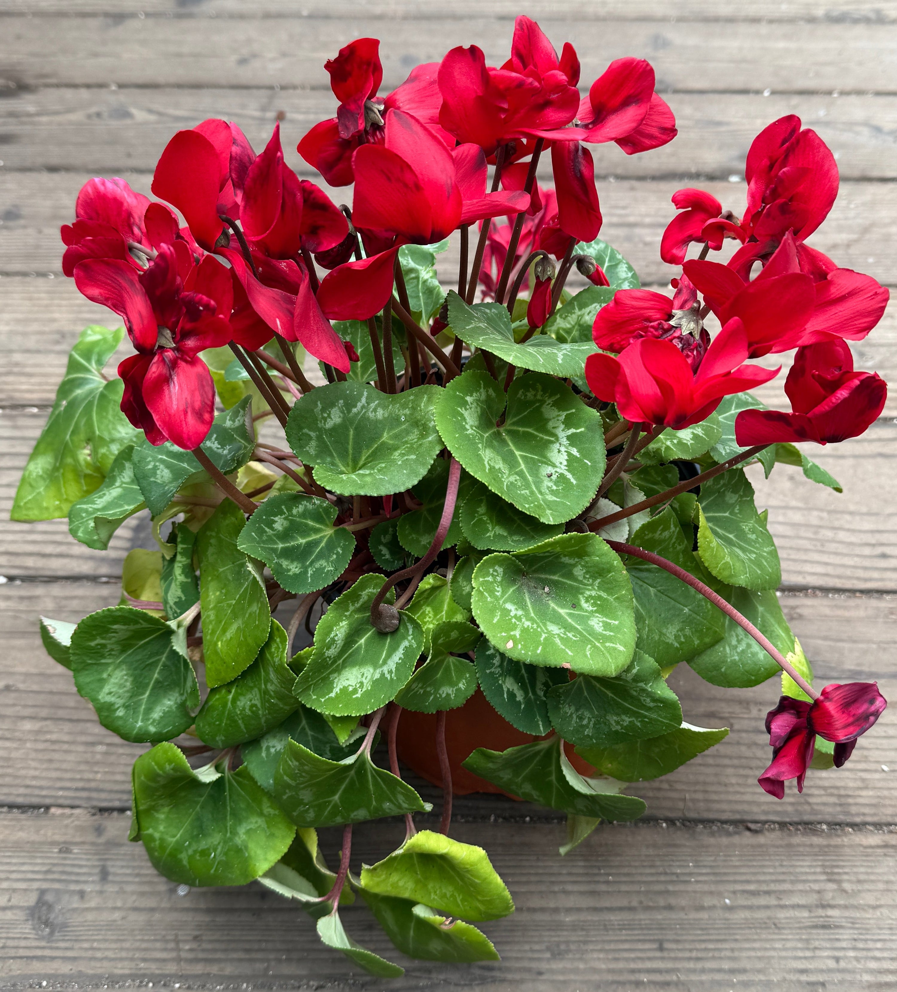 A potted Cyclamen hybrid plant with bright red flowers and green heart-shaped leaves, placed on a weathered wooden deck.