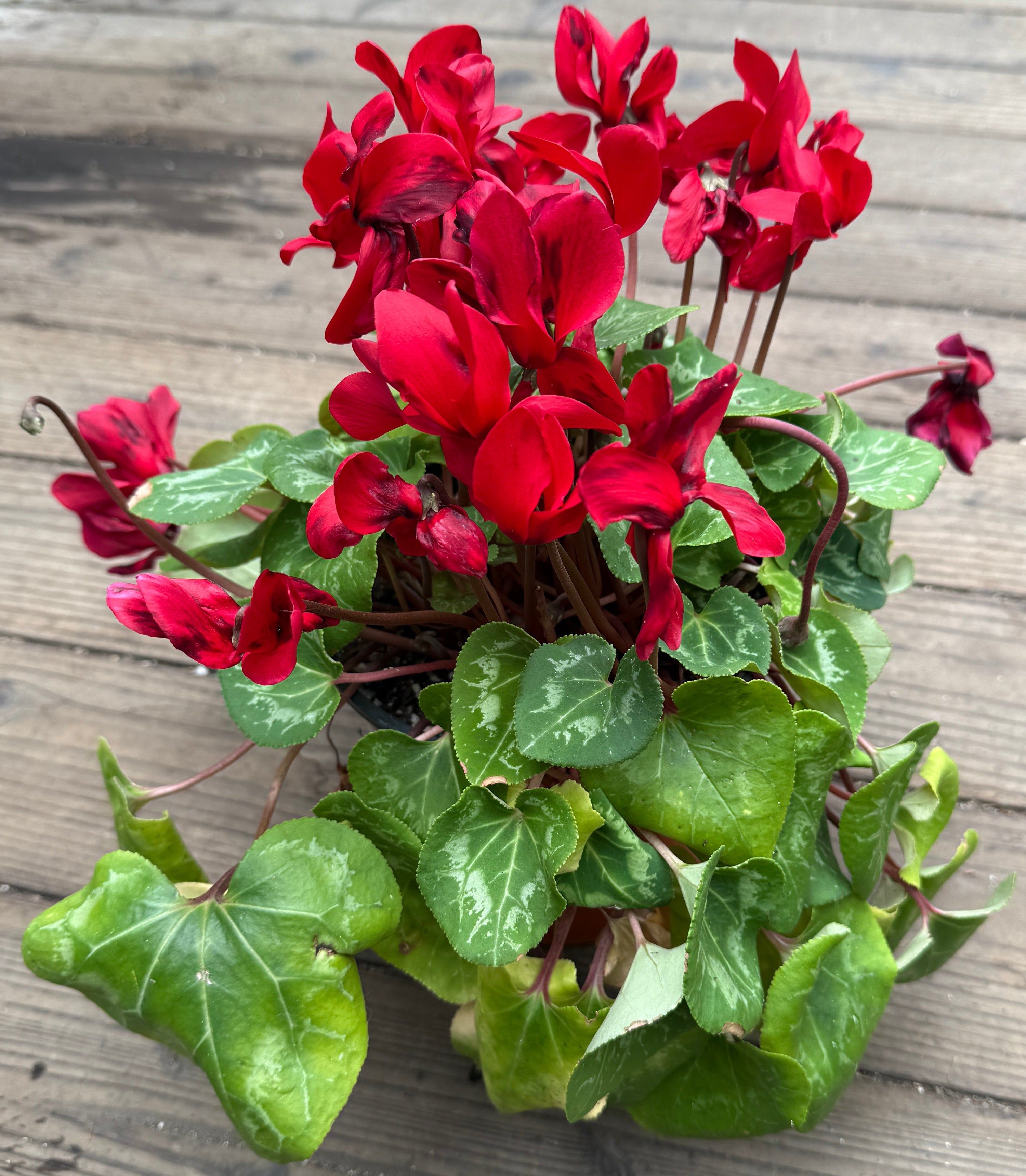 A potted Cyclamen plant with bright red flowers and green heart-shaped leaves, placed on a weathered wooden deck.