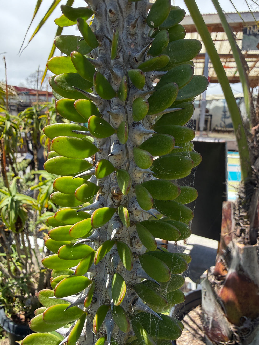 A close-up of a succulent cactus plant with thick green paddle-shaped leaves arranged vertically on a gray, spiky trunk, photographed outdoors in a nursery or garden setting.