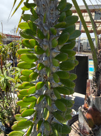A close-up of a succulent cactus plant with thick green paddle-shaped leaves arranged vertically on a gray, spiky trunk, photographed outdoors in a nursery or garden setting.