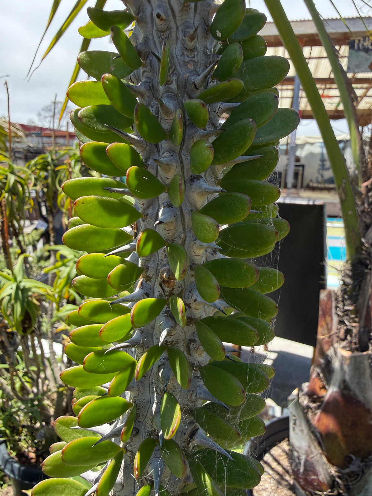 A close-up of a succulent cactus plant with thick green paddle-shaped leaves arranged vertically on a gray, spiky trunk, photographed outdoors in a nursery or garden setting.