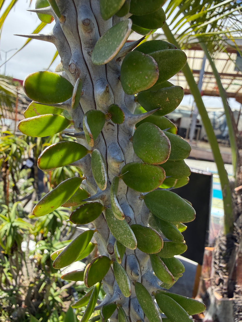 Alluaudia procera