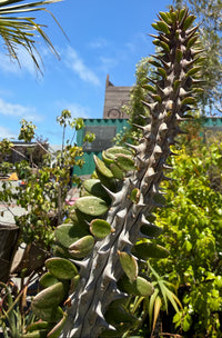 A tall succulent plant with thick, fleshy green leaves arranged along a branching stem, photographed outdoors among other plants under a clear blue sky.