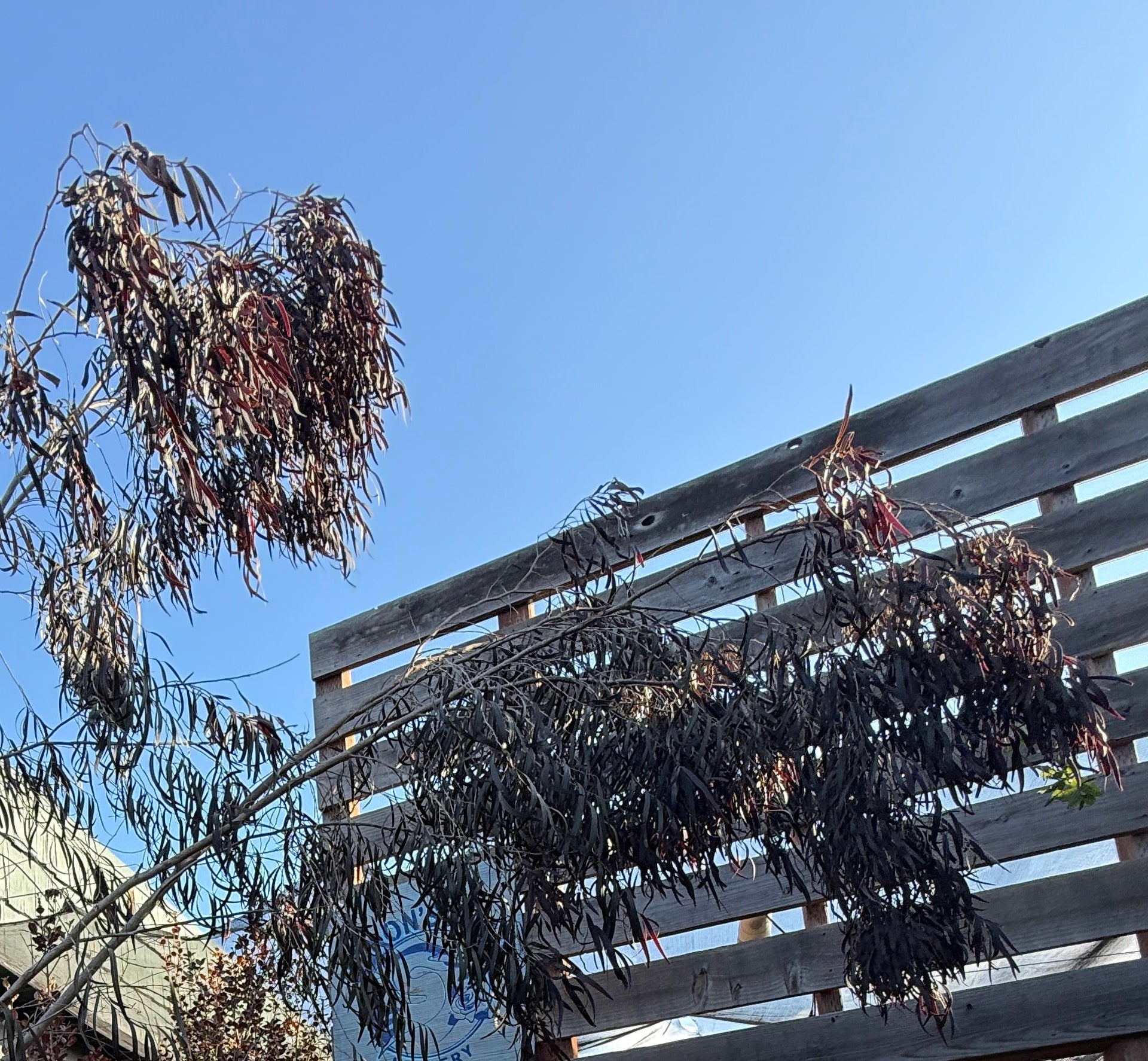 An outdoor garden walkway with potted ornamental grasses in the foreground, wooden trellis structures, and a clear blue sky. A small blue sign is visible on the trellis, but no brand is legible.
