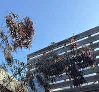 An outdoor garden walkway with potted ornamental grasses in the foreground, wooden trellis structures, and a clear blue sky. A small blue sign is visible on the trellis, but no brand is legible.